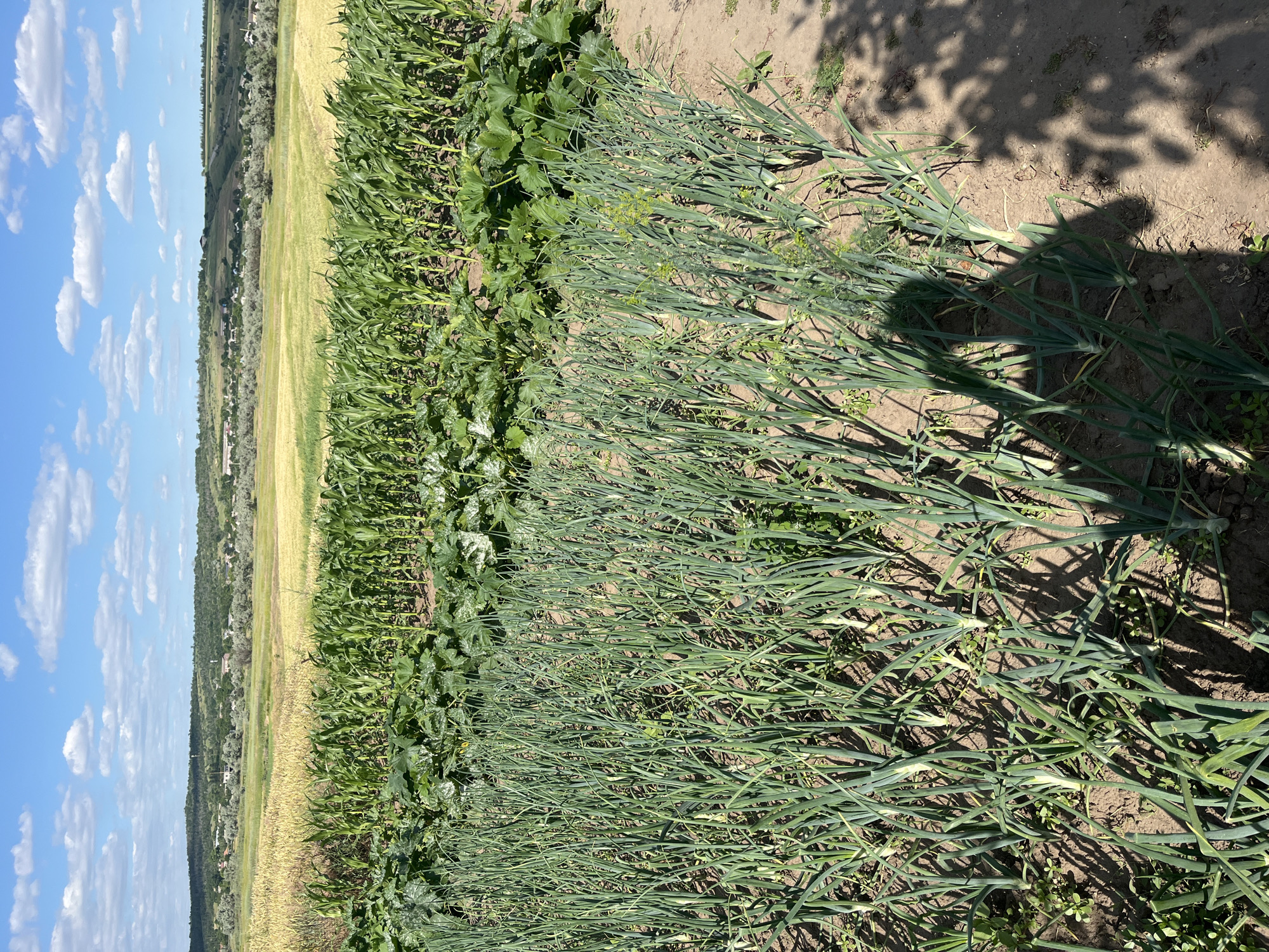 In Bohunove, Ukraine, a vegetable garden is pictured under a bright, partly cloudy sky. The foreground is dominated by rows of green onions. Behind them, a row of corn stalks stands tall, followed by a wide expanse of zucchini plants with large, green leaves. In the background, a golden field stretches across rolling hills dotted with houses and trees. The overall impression is one of rural agricultural activity on a sunny day.