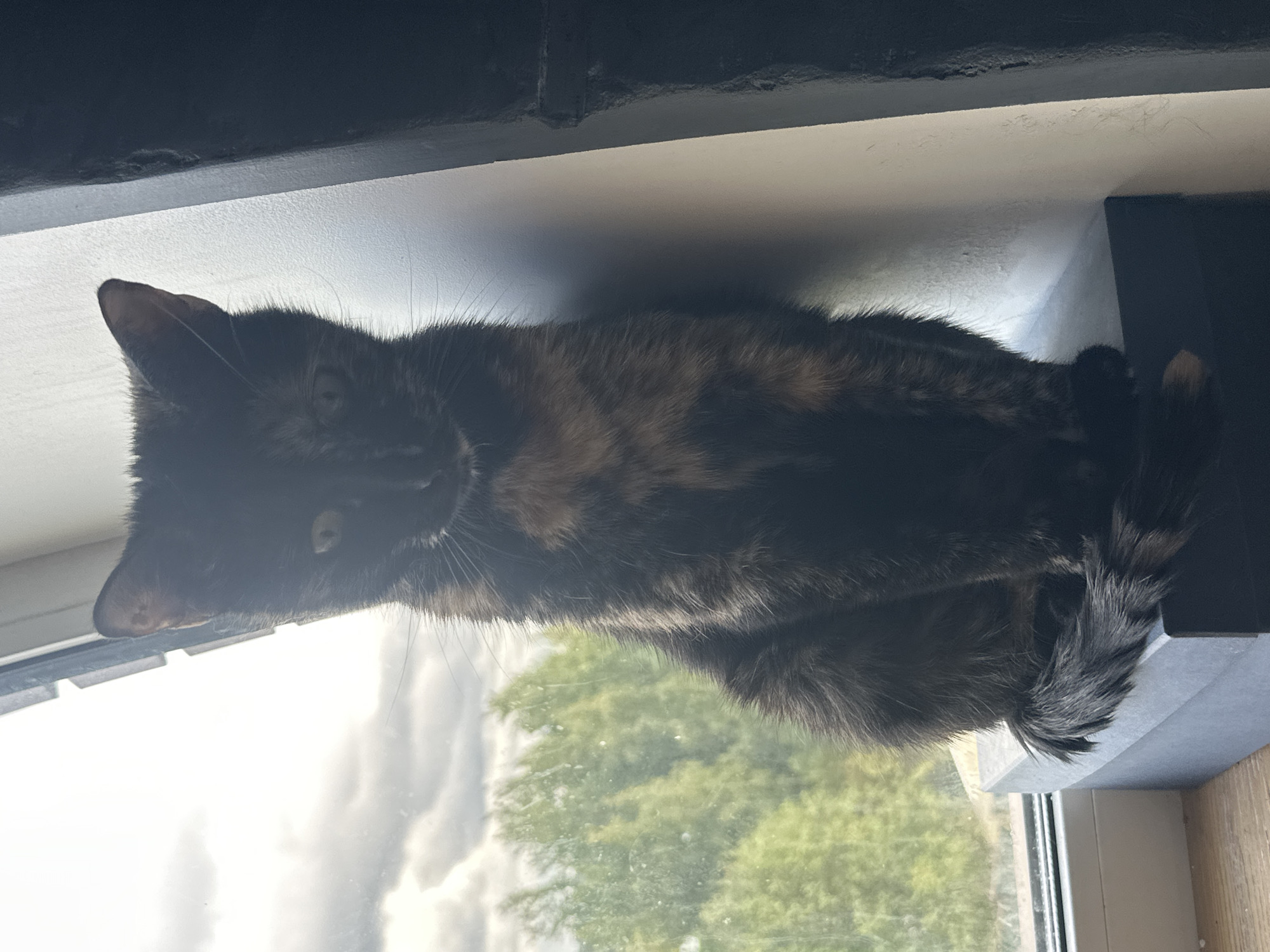A tortoiseshell cat is sitting on a dark gray box in front of a window with a view of trees and a cloudy sky. The cat is facing forward and looking down. The lighting suggests it is daytime. There are no people or other animals visible in the image. The location is not specified as being in Virki, Russia.