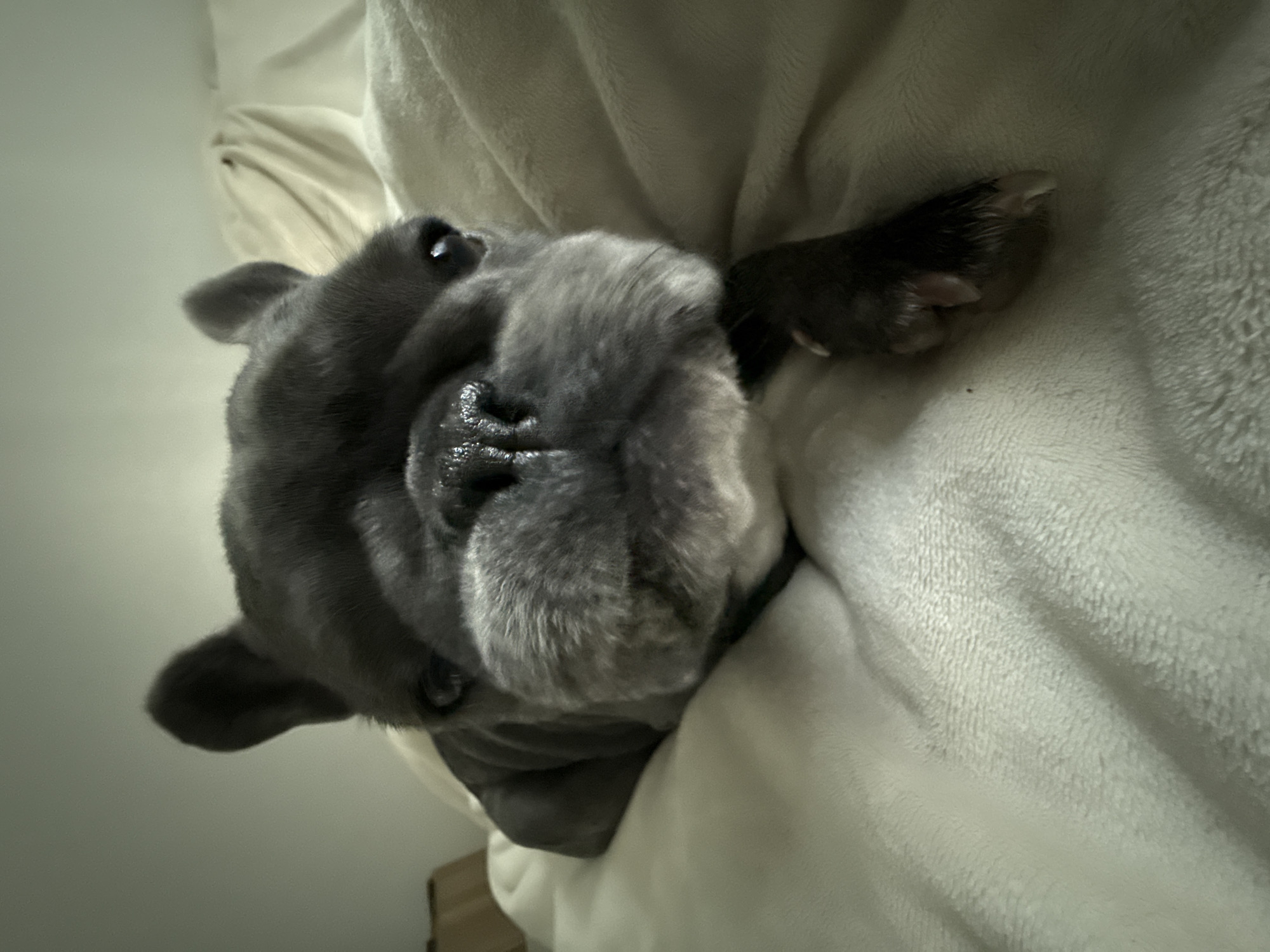 A close-up, low-angle shot shows the face of a dark gray French Bulldog lying on a cream-colored, plush blanket. The dog's eyes are open, and its ears are perked up. One of its front paws rests on the blanket, with its claws visible. The background consists of more of the blanket and a hint of a light-colored wall or furniture. The image appears to have been taken indoors. The dog's location in Bad Sachsa, Germany is not discernable from the image itself.