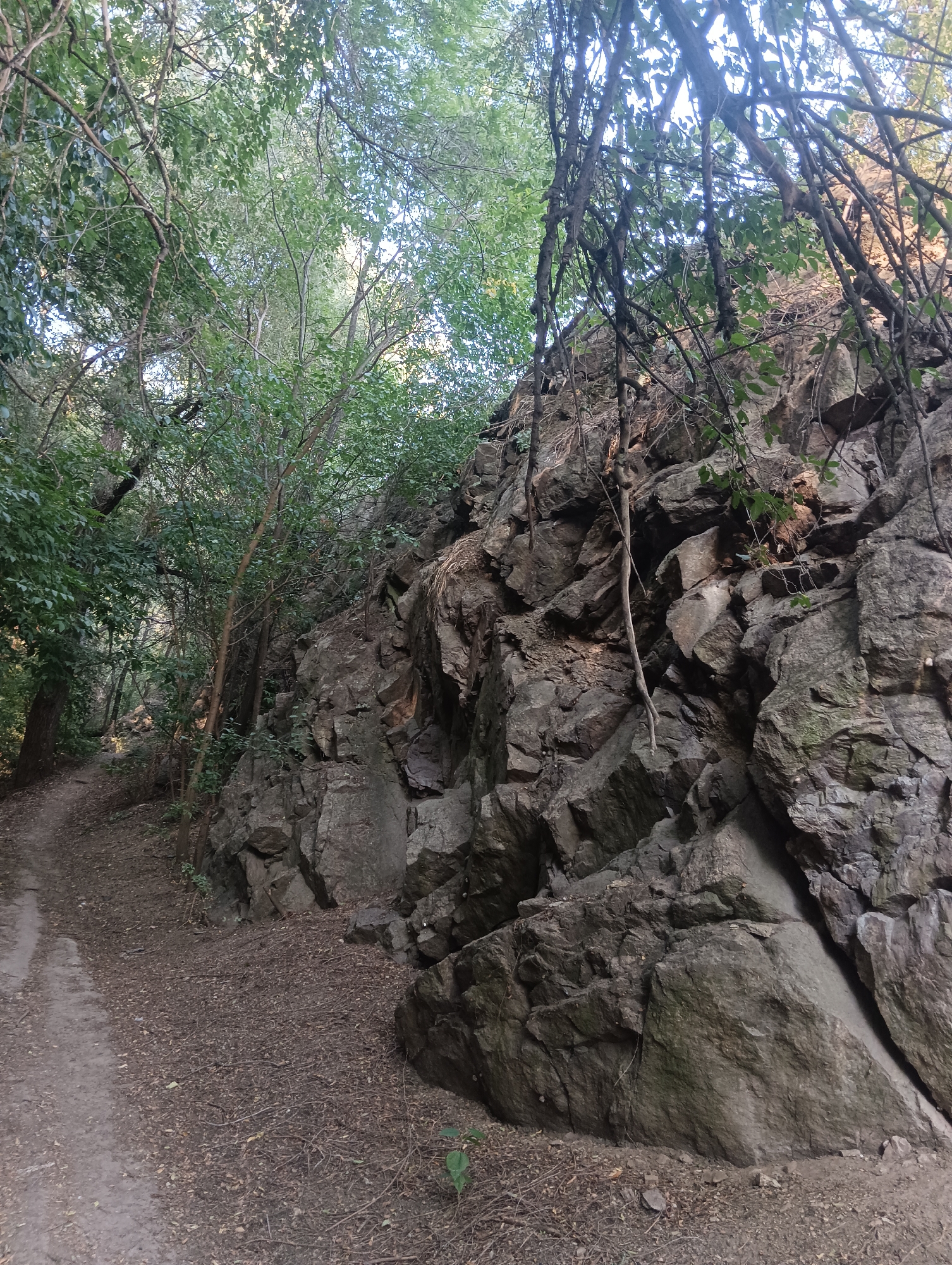An outdoor medium shot captures a rugged, rocky hillside adjacent to a dirt path in a wooded area. The path, covered with fallen leaves and twigs, curves to the left and recedes into the background, bordered by dense green foliage. A prominent rock face dominates the right side of the image, featuring large, angular boulders and smaller stones. Several thin, dark vines hang from the trees above, draping down towards the rock. The environment appears natural and somewhat untamed. There are no people or animals visible in the frame.