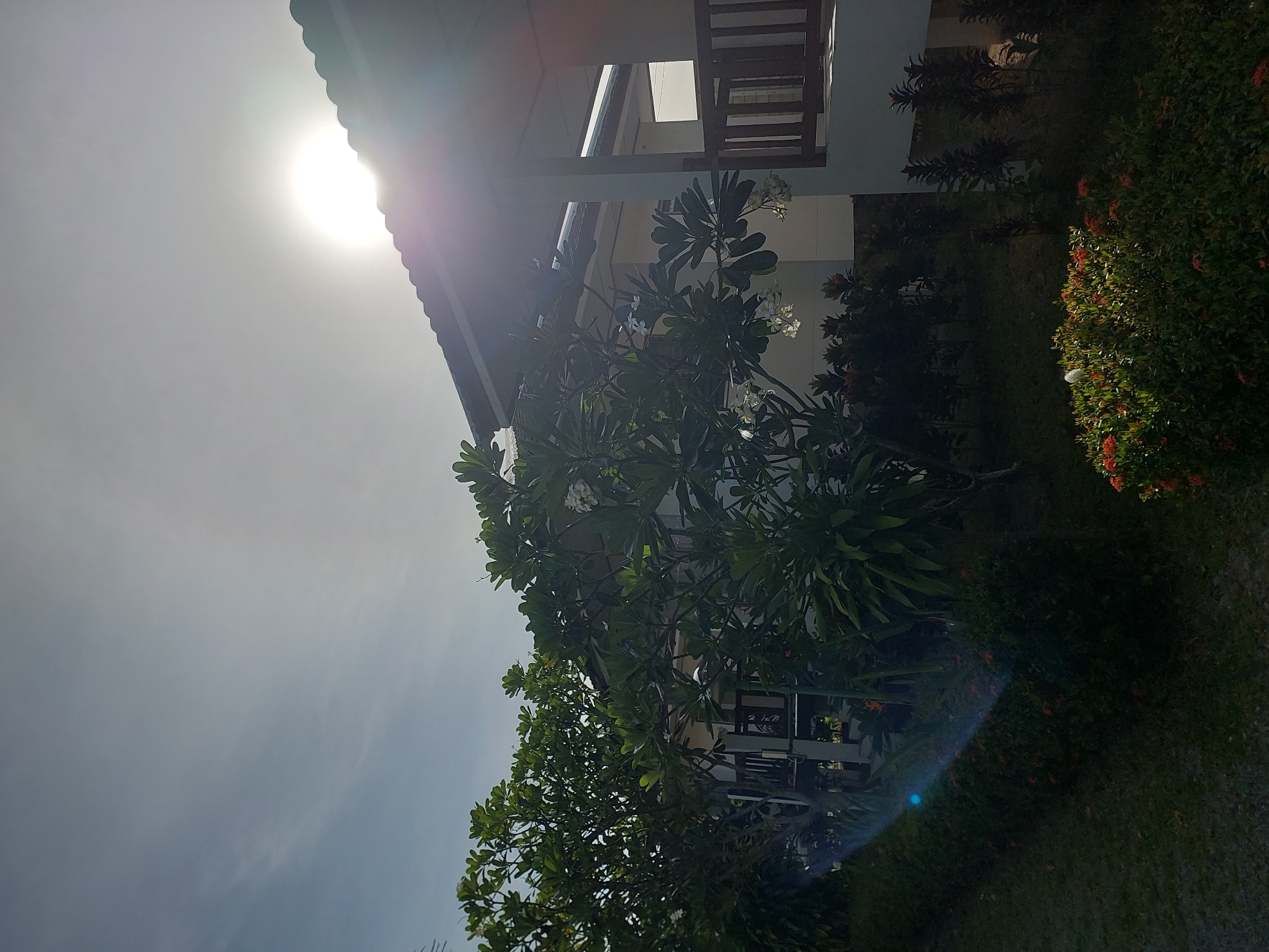 The image captures a sun-drenched scene in Baan Mae Nam, Thailand, likely a resort or residential area given the architecture and landscaping. The sun, positioned high in the sky and slightly to the right, is the dominant light source, casting a bright glare and lens flare across the upper portion of the frame. The sky is clear blue with a hint of haze.
In the foreground, lush green foliage, including trees with broad leaves and flowering bushes, dominate the lower and left sides of the image. One tree, in particular, has several white flowers visible. The vegetation appears well-maintained.
Behind the greenery, a modern building with a white exterior and a dark-tiled roof is visible. A covered walkway or balcony with wooden railings extends from the building, suggesting an outdoor living space. The building's structure indicates it is likely a resort or a villa.
The overall impression is one of a tropical, sunny day, with the bright sunlight and vibrant greenery creating a serene and inviting atmosphere. The lens flare from the sun adds a dramatic visual element. There are no people visible in the image, nor any actions or interactions taking place. The scene is static and focuses on the architecture, landscape, and natural light.
