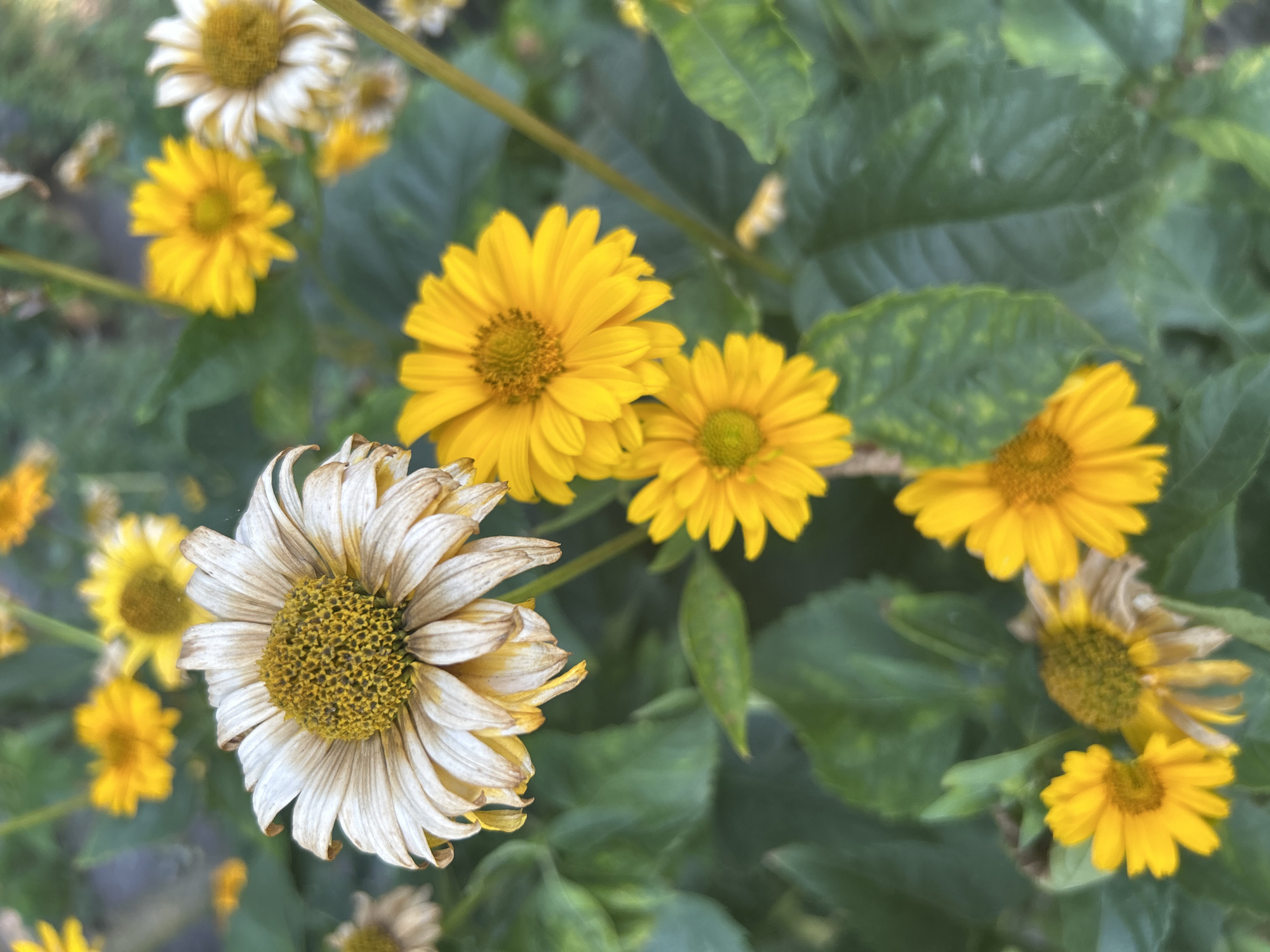 The image shows a close-up of a patch of flowers, predominantly yellow with some faded white petals on one flower in the foreground. The flowers have a daisy-like appearance with multiple ray florets surrounding a central disk. The background consists of blurred green foliage. The lighting suggests an outdoor setting, possibly a garden or park, with soft natural light. There are no people or discernible landmarks indicating a specific location in the city of Unknown, Unknown.