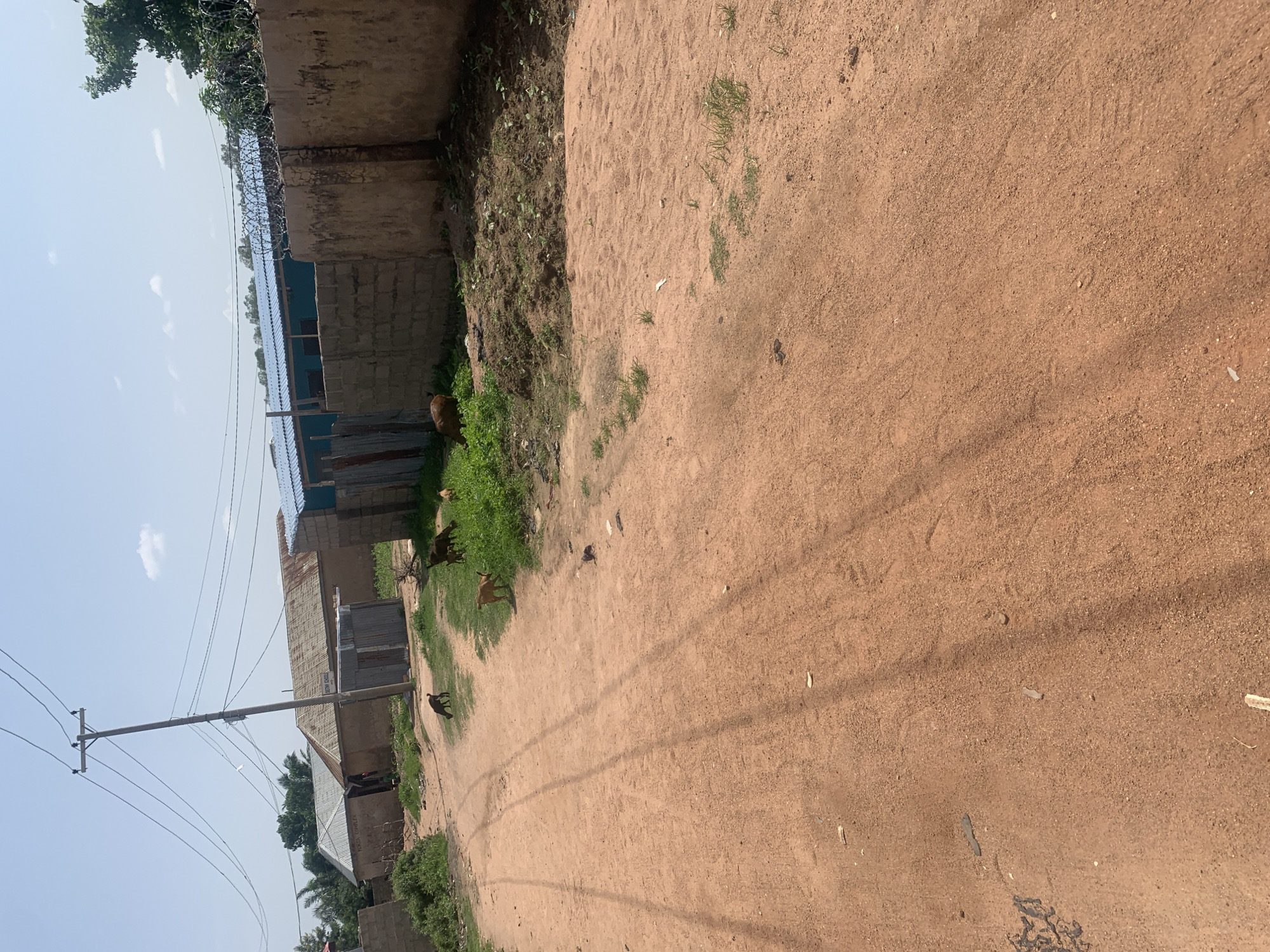This media file captures an outdoor scene in Jalingo, Nigeria. The primary subjects are a group of goats scattered across a dirt road and the surrounding grassy areas. Several structures, appearing to be houses or small buildings, are visible along the left side of the road. These buildings are constructed with brick and corrugated metal, and some are topped with blue roofs. A prominent utility pole with multiple wires stretches across the sky, indicating the presence of electricity infrastructure.
The ground is a mix of reddish-brown dirt and patches of green vegetation. The overall impression is that of a rural or semi-urban environment. The lighting suggests it is daytime, with the sun casting shadows, though it is difficult to determine the exact time of day. The sky is a pale blue with a few scattered white clouds, indicating fair weather.
There are no people directly visible in the frame, but the presence of the goats and the habitations suggests human activity in the area. The scene appears to be a typical day in a Nigerian community, with domestic animals roaming freely. The detail of barbed wire on top of a wall near the buildings provides a clue about security measures. No discernible text is visible in the image.