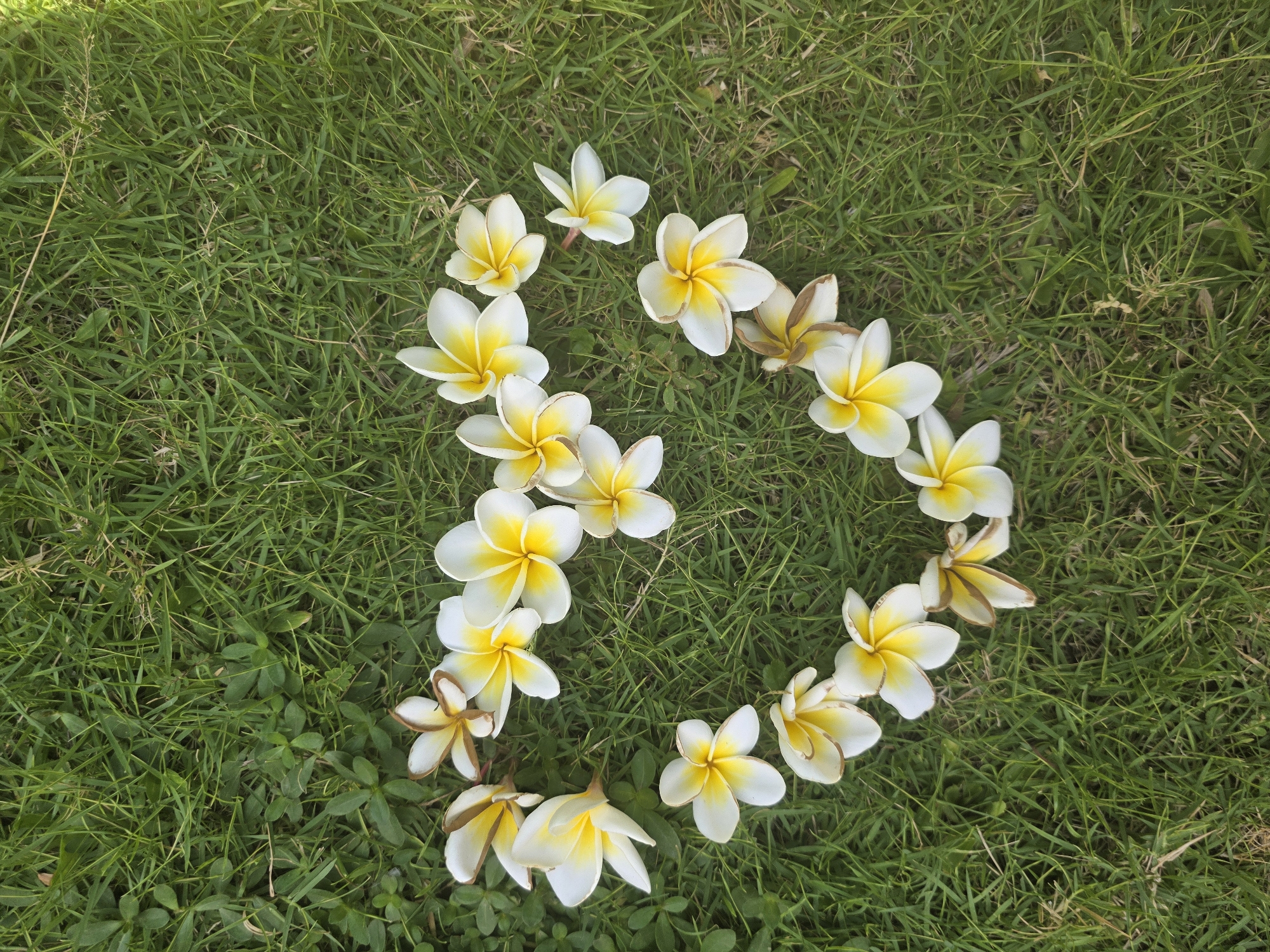 In Seririt, Indonesia, a heart shape is formed by a collection of white and yellow frangipani flowers laid out on a bed of green grass. The flowers are scattered and arranged to outline the distinct form of a heart, with their petals gently touching each other. The grass provides a natural, textured backdrop for the floral arrangement.