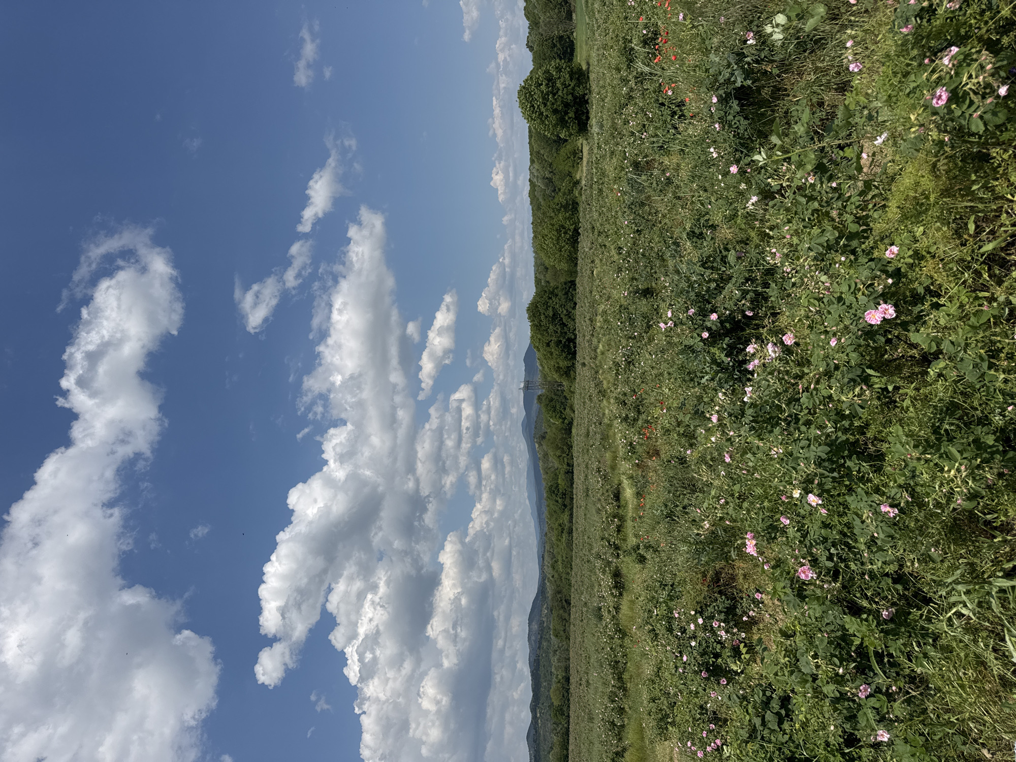 The image depicts a field of flowering plants, possibly roses, under a blue sky with cumulus clouds. A line of trees runs along the horizon, with hills or mountains visible in the distance. Electrical pylons are also visible. The location is Unknown, Unknown.