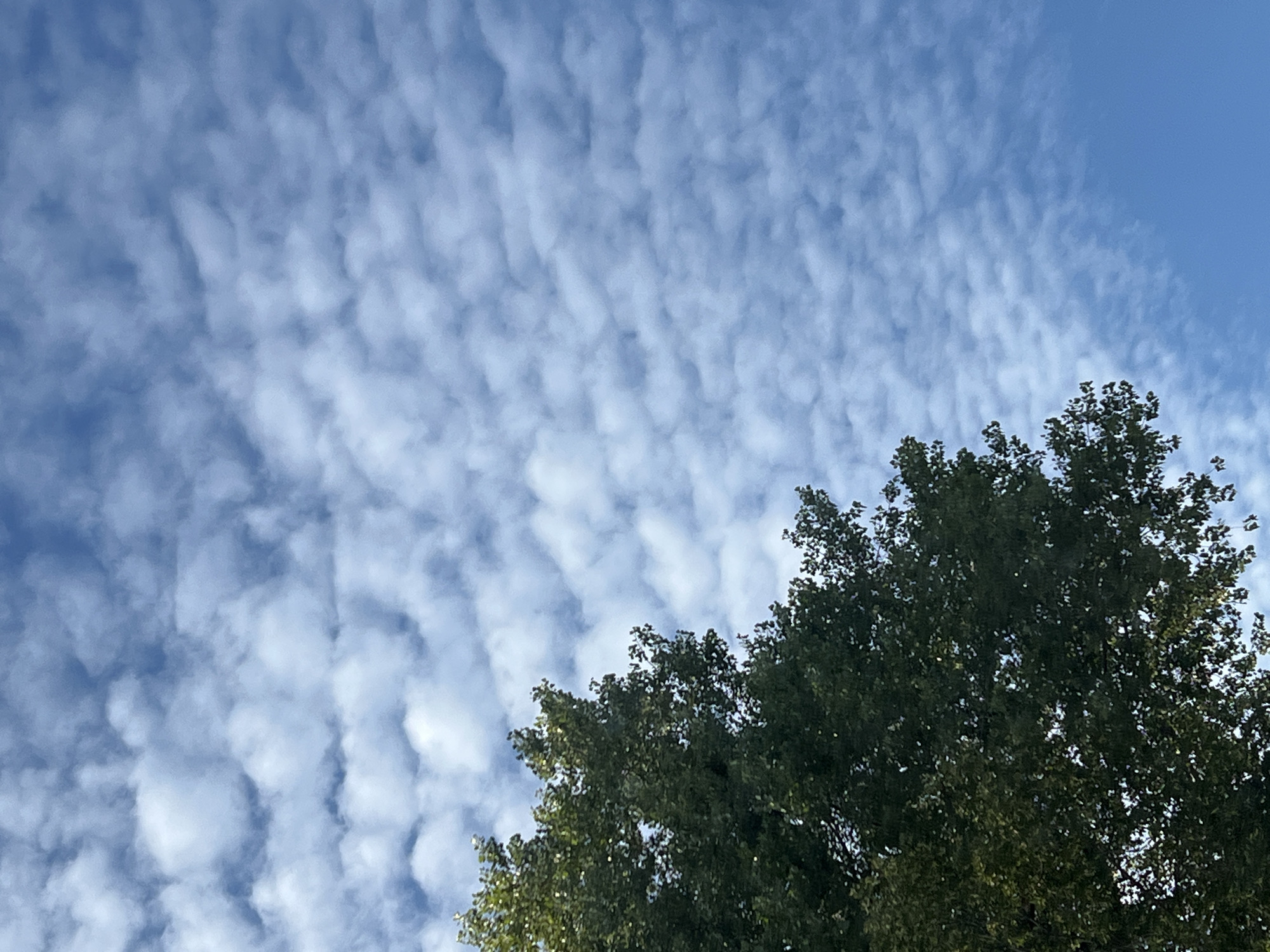 The image shows a section of a tree's canopy in the foreground, against a backdrop of a blue sky filled with scattered white clouds. The tree is predominantly green, with some darker areas suggesting denser foliage. The clouds are wispy and distributed across the upper and right portions of the image, creating a textured pattern. The lower right corner of the image is a clear blue sky. There are no people or specific landmarks visible that would indicate a location in Warsaw, Poland, or any other city. The scene is a natural one, focusing on the sky and a portion of a tree.