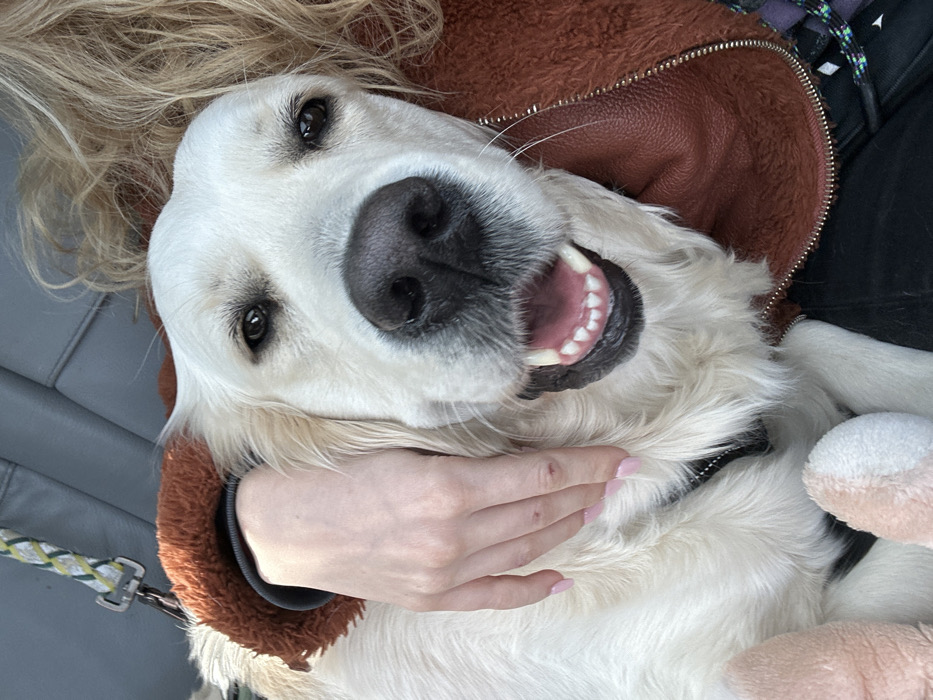A light-colored Golden Retriever dog is depicted in a close-up, head-on shot, positioned inside a vehicle in Basildon, United Kingdom. The dog's mouth is open, revealing white teeth and a pink tongue, with its dark eyes focused directly ahead. Its light golden fur is visible across its head, chest, and shoulders. A black harness or collar component is present around its lower neck. A fair-skinned human hand, with light pink nail polish, is placed around the dog's neck/shoulder area from the left, indicating physical interaction. Blond, wavy human hair is visible on the right side of the dog's head. The human subject wears a brown, textured jacket with a visible zipper on the right, and a dark sleeve underneath. A braided green, yellow, and white leash with a metal clip is visible in the upper left background, along with grey vehicle upholstery. A pink and white plush toy is partially visible in the lower left. Dark fabric, likely clothing, is at the bottom of the frame. The scene appears to be illuminated by natural light.