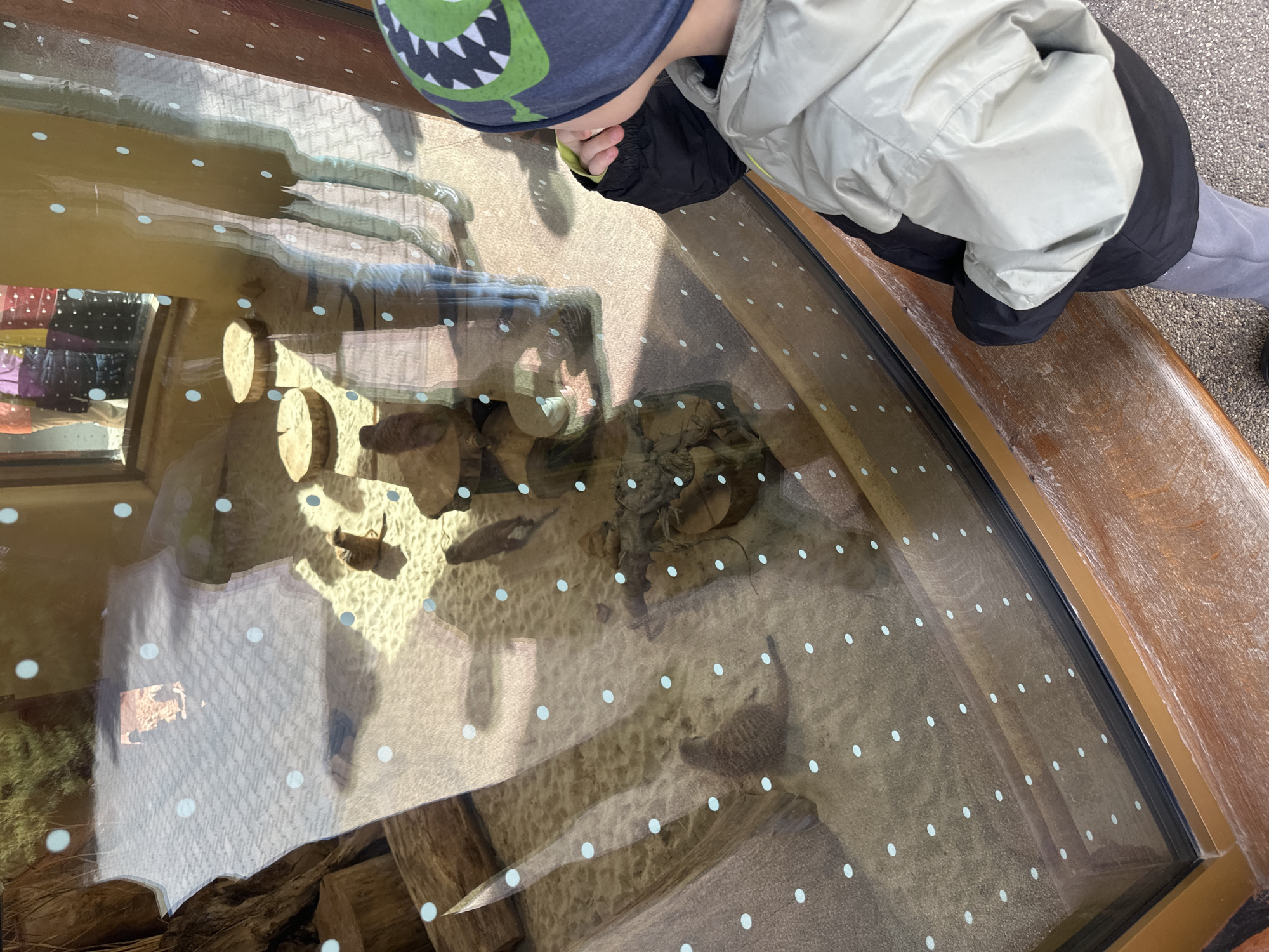 A young child wearing a grey jacket and a blue hat with a green dinosaur design peers into an outdoor glass-enclosed display in Wrocław, Poland. The display case is filled with wood and other natural materials and contains several animals. The child is positioned on the side of the display, looking down into it. The area around the display appears to be paved, and the display itself is surrounded by wood framing. The glass is adorned with white dots. Reflections are visible in the glass, obscuring some of the details of the exhibit and the surrounding area.