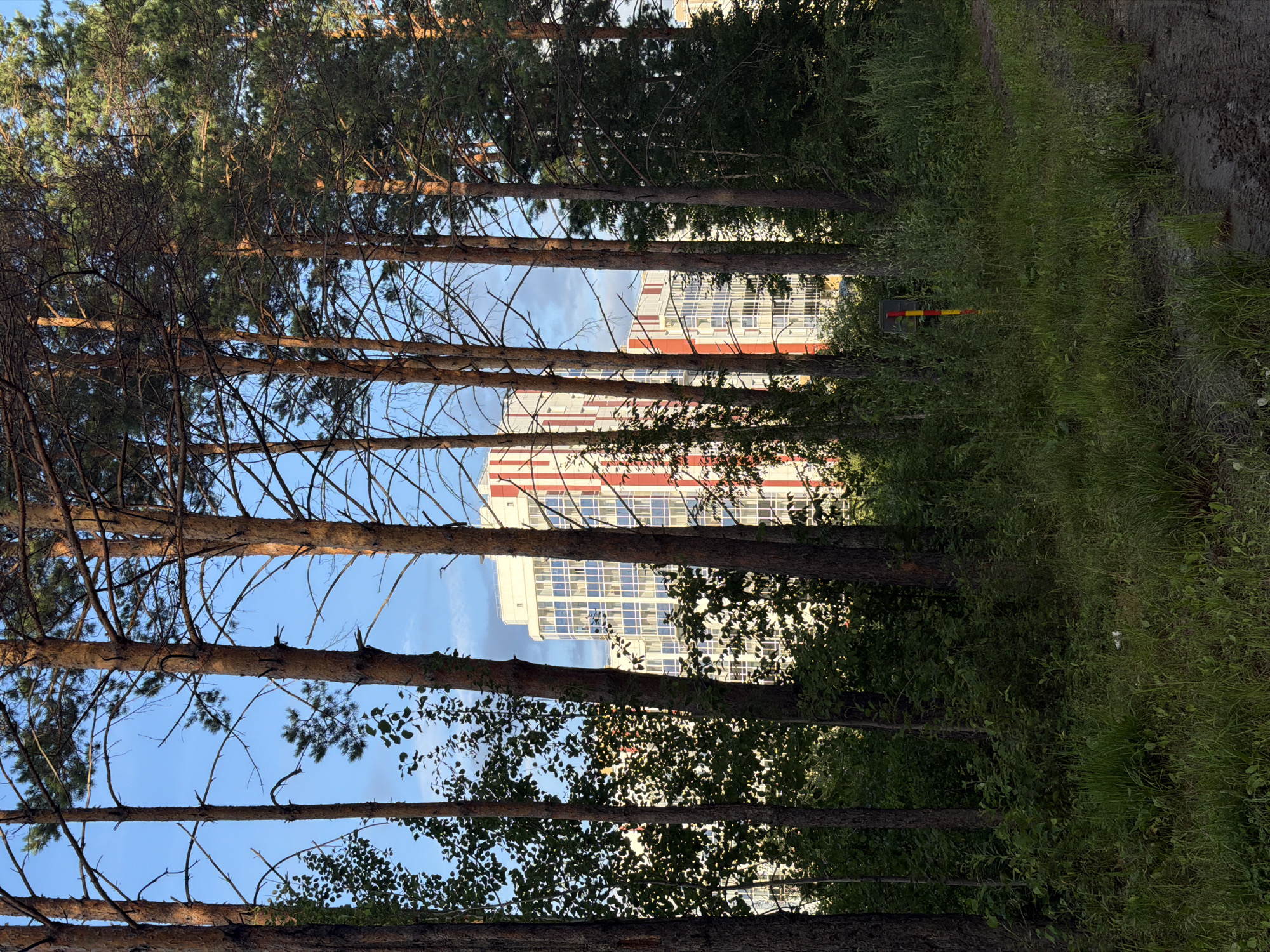 The image shows a view through a stand of pine trees towards a modern apartment building in the city of Tsiolkovsky, Russia. The apartment building, with its white facade, red vertical accents, and numerous glass windows, is partially obscured by the trees. In the foreground, a dirt path is visible, bordered by lush green grass and various types of foliage. The sky above is a clear blue with a few wispy clouds. A red and yellow striped marker post stands amidst the vegetation. The scene suggests an urban area with a significant presence of natural greenery.