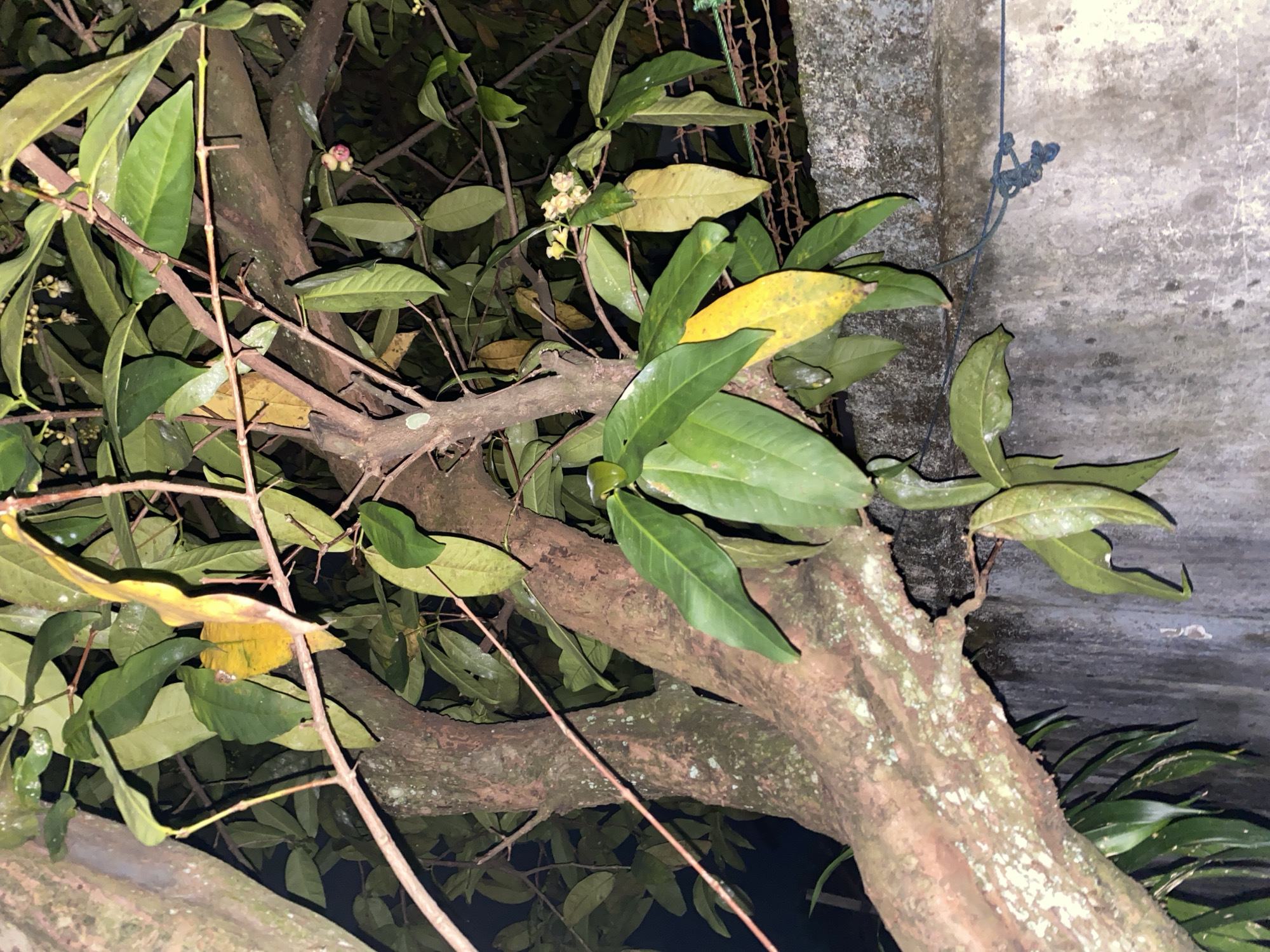 A close-up, low-angle shot captures a tree branch laden with green and yellow leaves, positioned in front of a textured, gray concrete wall. The tree trunk, visible on the left, displays rough, reddish-brown bark with patches of white lichen. Some small, light-colored flowers and a pinkish bud are present on the branches. A rusty wire fence runs horizontally across the background, above the wall. A dark blue string is tied in a knot, secured to the concrete wall. The lighting suggests it is nighttime, with shadows cast by the leaves and branches. The scene is situated in a naturalistic outdoor setting, likely a garden or yard, in Banjarmasin, Indonesia.