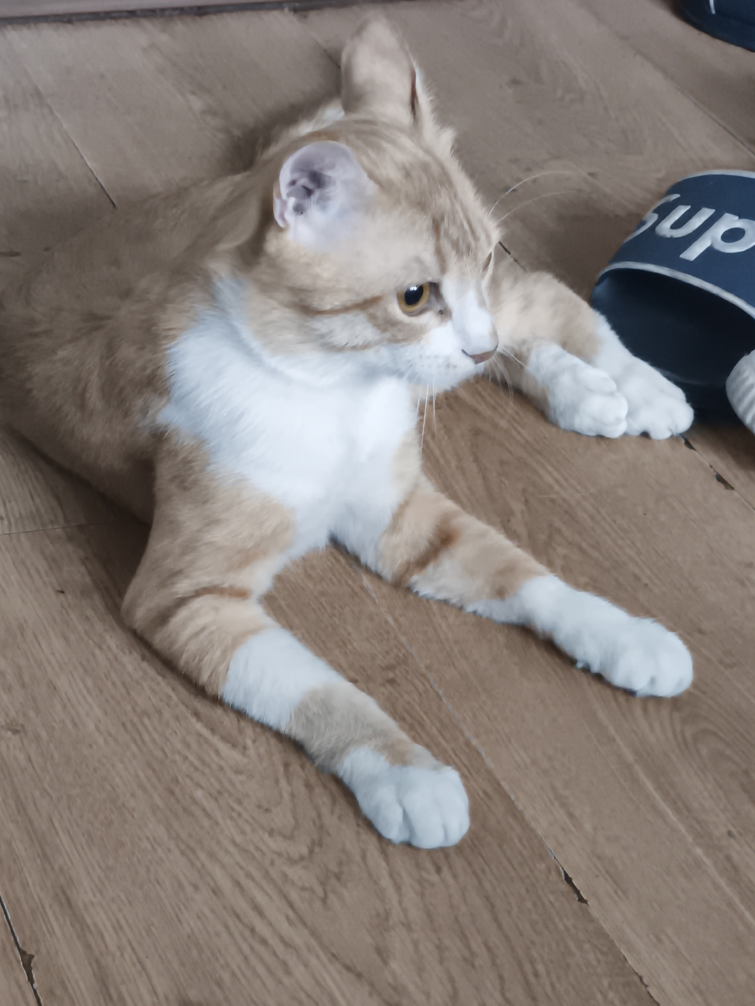 A ginger and white cat is lying on a wooden floor, with its front paws extended towards the viewer. The cat has yellow eyes and a white chest. To the right of the cat, a blue sandal with white text is visible. The floor is made of light brown wooden planks.