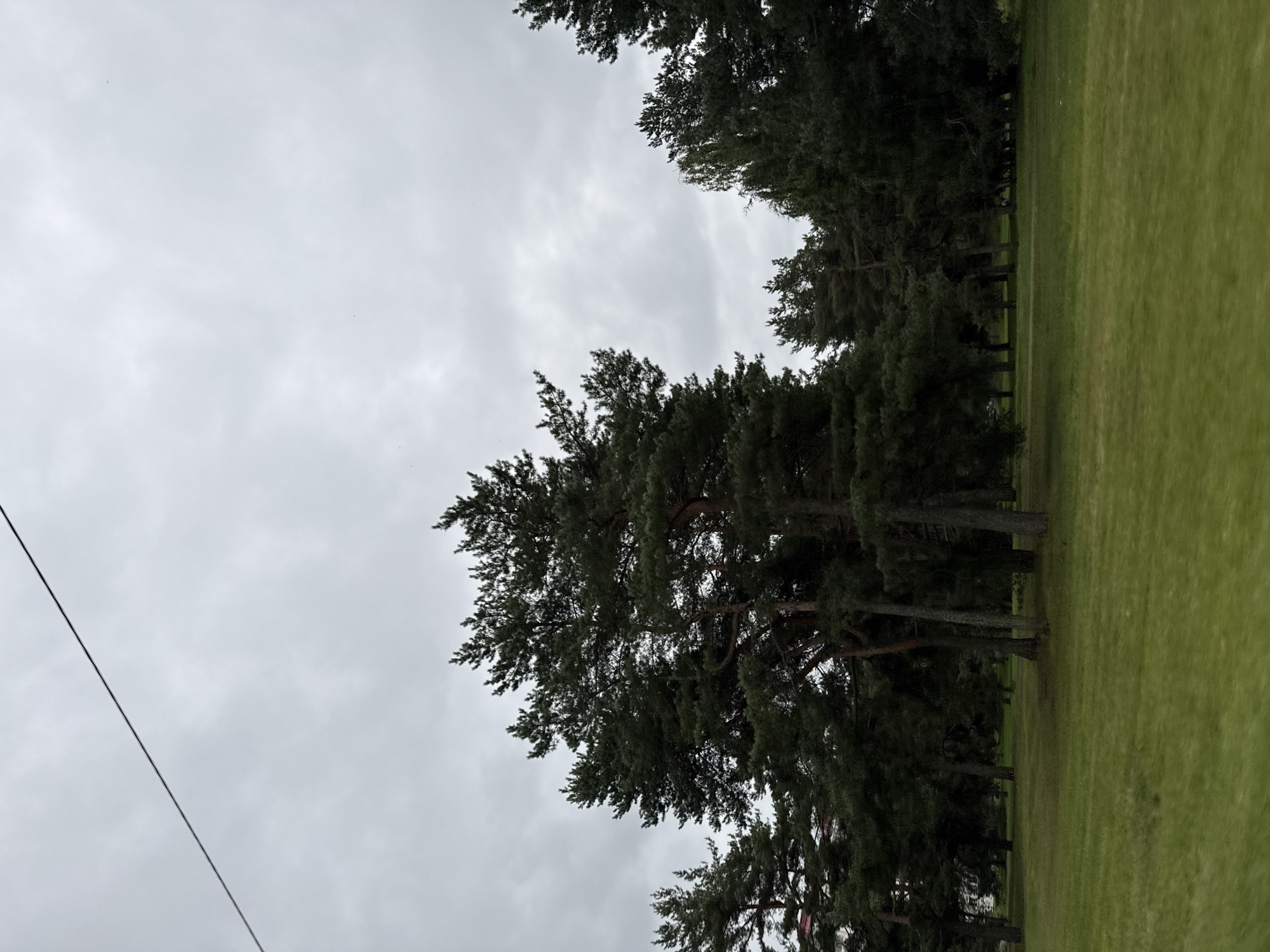 A view of a park in Tallinn, Estonia, on a cloudy day. The foreground is a manicured green lawn. Behind the lawn, there is a stand of tall evergreen trees, primarily pine trees, with dark green needles. The trees are densely packed in some areas, creating shadows. In the background, some of the trees are lighter in color, possibly indicating a different species or lighting conditions. The sky is overcast with gray clouds, and a thin black wire stretches diagonally across the upper left portion of the frame. There are no people visible in the image.