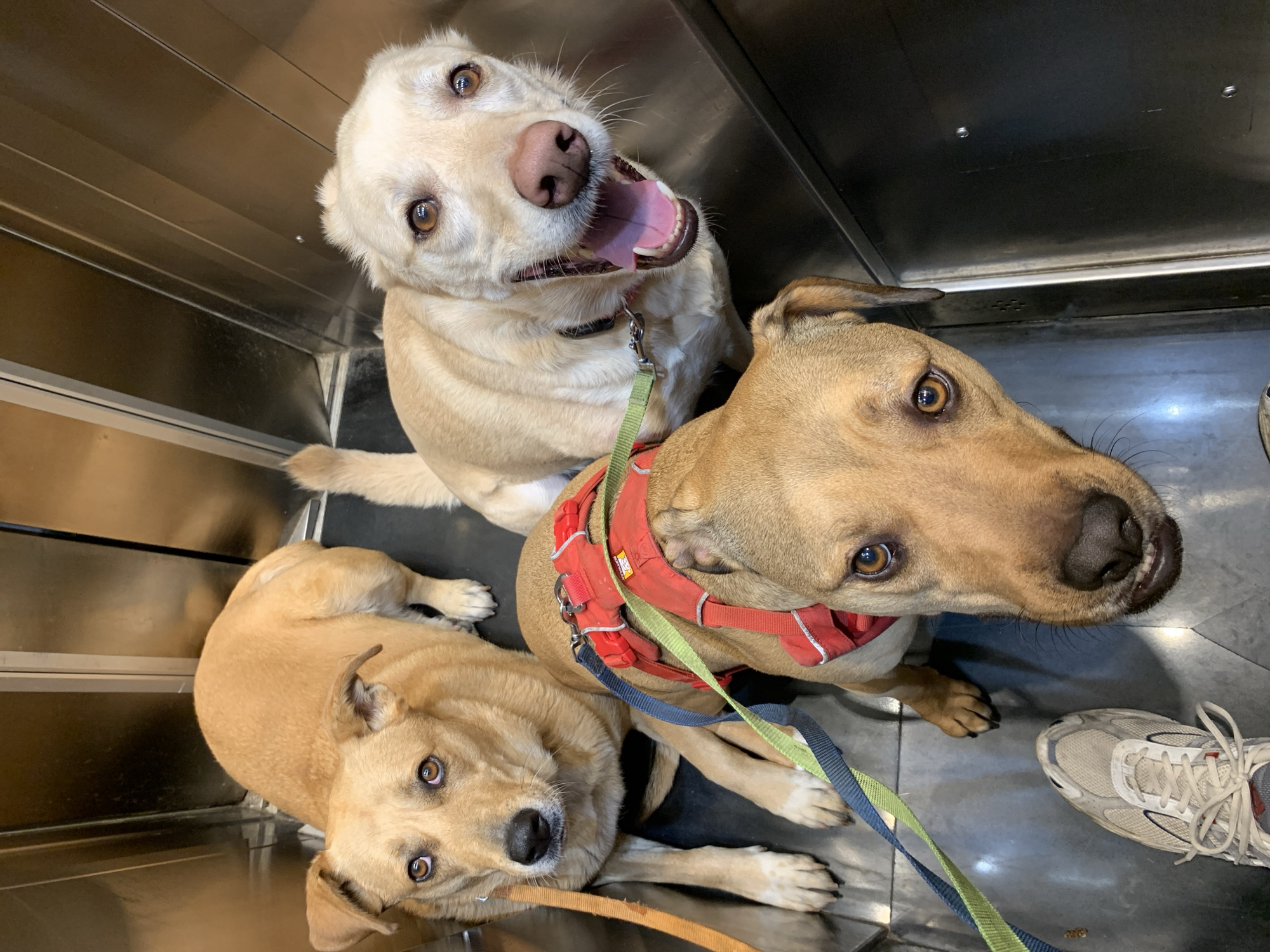 An overhead shot captures three happy dogs interacting with a person inside a shiny, metallic enclosure, possibly an elevator, large kennel, or grooming tub. The dogs are light-colored, likely Labrador or retriever mixes, and all are looking upwards towards the camera with engaged expressions.
The dog at the top of the frame is cream-colored with brown eyes. Its mouth is wide open in a joyful, panting grin, tongue visible. A simple light-colored collar is around its neck. Directly below it, a tan-colored dog, wearing a red harness with a small yellow tag (text illegible) and an attached green and blue leash, sits or stands, also looking up intently. To the left and slightly below the middle dog, a third tan-colored dog is lying down on the metallic floor, its head lifted to gaze upwards with curious brown eyes.
The setting features highly reflective metal walls and floor, suggesting an indoor environment with artificial lighting. In the bottom right corner, part of a white and grey athletic shoe is visible, indicating the presence of a human, likely the dogs' owner or handler, from whose perspective the photo is taken. The overall atmosphere is cheerful and lively, with the dogs appearing excited and attentive. While the context provides Tel-Aviv, Israel as the location, there are no specific visual cues within the image to identify this city.