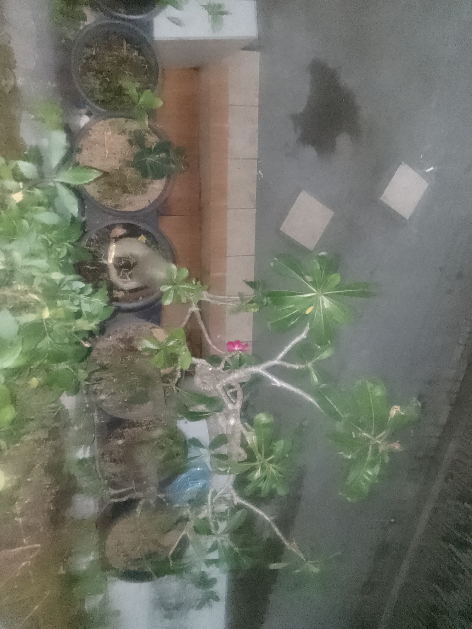 This media file is an overhead shot of several potted plants arranged in a row, likely on a balcony or patio. The plants vary in size and fullness, with some having lush green foliage while others appear to be younger or in a dormant state. One prominent plant has a thick, bulbous base and branches with larger, star-shaped leaves. A single small pink flower is visible on this plant.
The pots themselves are dark in color and seem to be made of plastic. Some pots contain dry, light-colored soil, while others are filled with darker, more organic-looking potting mix. There's a reflection on the surface of the image, suggesting it might have been taken through glass or a similar transparent material.
Beyond the plants, the scene transitions to a textured, grey surface, possibly a concrete floor or pathway. There are several square, light-colored objects scattered on this surface, which could be tiles or paving stones. A dark, amorphous stain is also visible on the grey surface, potentially water or another liquid spill.
The lighting suggests it could be daytime, but the overall tone is muted, and there's a hazy or foggy quality to the image, which could indicate overcast weather or a digital processing effect. The setting appears to be outdoors, with the tiled wall and the grey surface providing context for an outdoor living space. The arrangement of potted plants and the type of flooring are common in residential settings, particularly in tropical or subtropical climates. The lack of people or any overt activity implies a static, observational view of the plants and their surroundings. There is no visible text in the image.