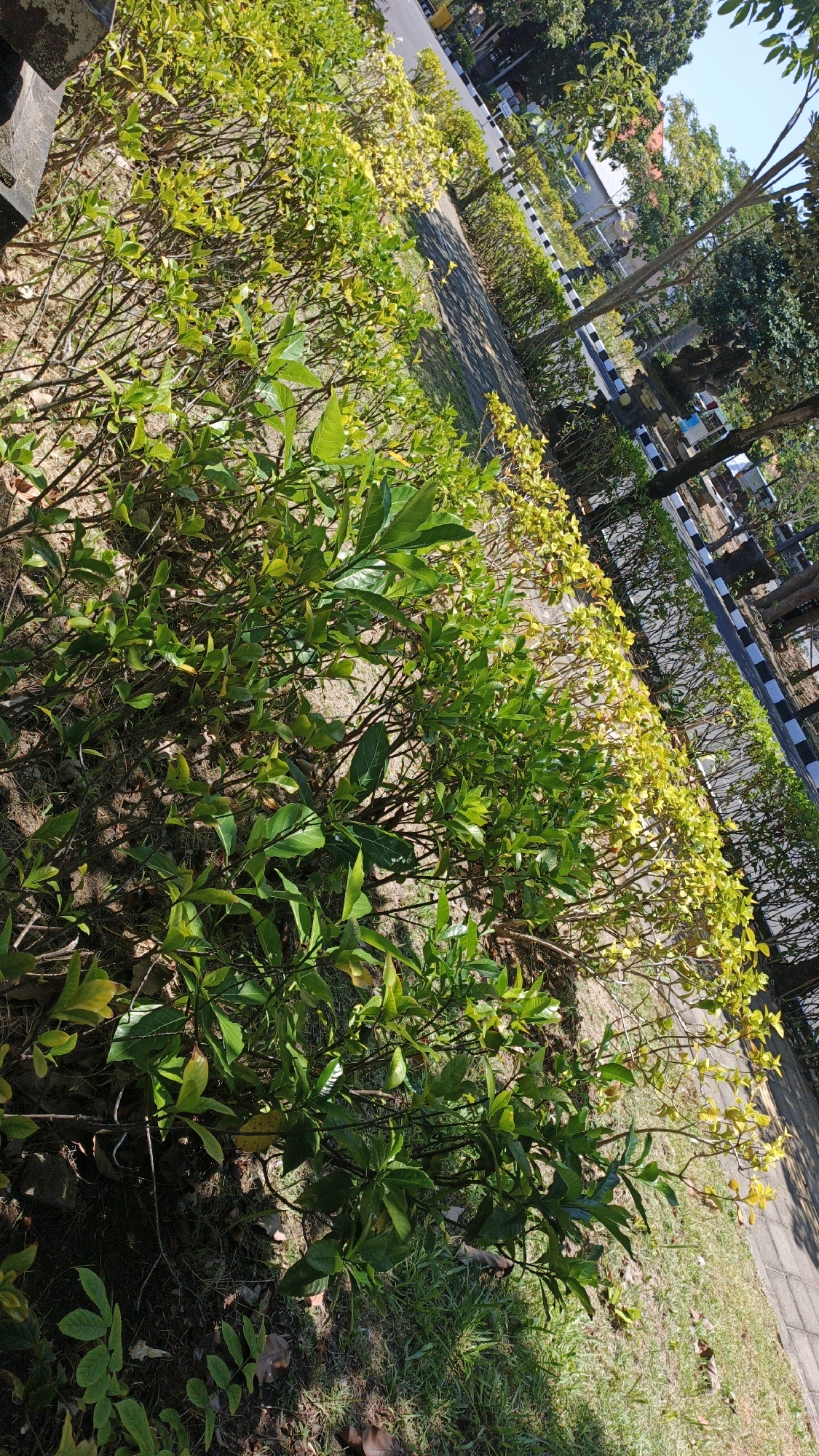 The image depicts a sunny outdoor scene with a focus on a row of green bushes bordering a paved walkway. The bushes, some with yellowing leaves, are neatly trimmed and run along the right side of the frame. Beyond the bushes, a paved walkway with black and white striped borders is visible, suggesting it might be part of a park or public area. Trees with lush green foliage and some with exposed trunks are present in the background, casting shadows on the ground. The sky is clear and blue, indicating fair weather. The overall impression is one of a well-maintained outdoor space in an urban environment. While the image does not provide explicit landmarks to pinpoint the exact location within Denpasar, Indonesia, the style of the paving, the types of vegetation, and the architecture visible in the background are consistent with common public spaces found in the city. There are no people or animals visible in the image.