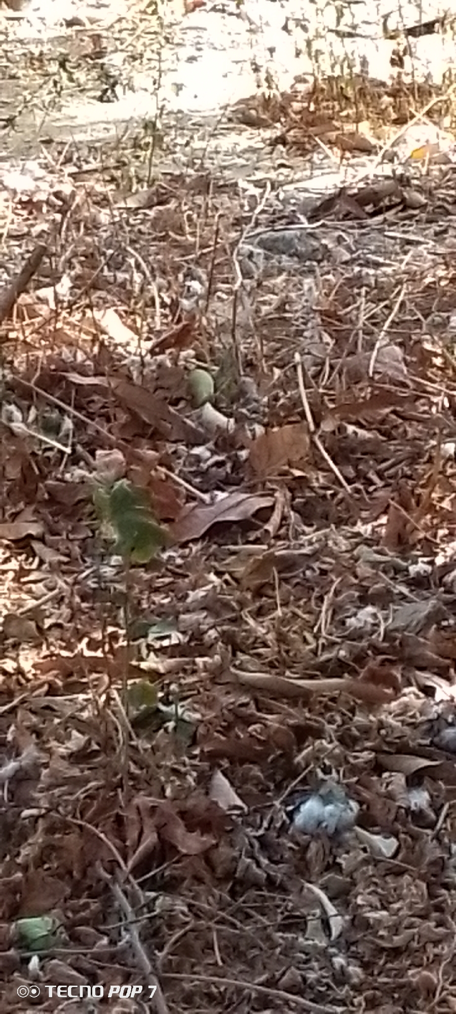 The image depicts a forest floor covered in dry leaves, twigs, and small plants. The scene appears to be in a wooded area in the city of Altagracia, Venezuela. There are no people visible. The subject is the ground itself, with its natural debris. The objects include fallen leaves, twigs, and sprouts of green plants. There are no apparent actions or interactions. The environment suggests a dry, seasonal forest.