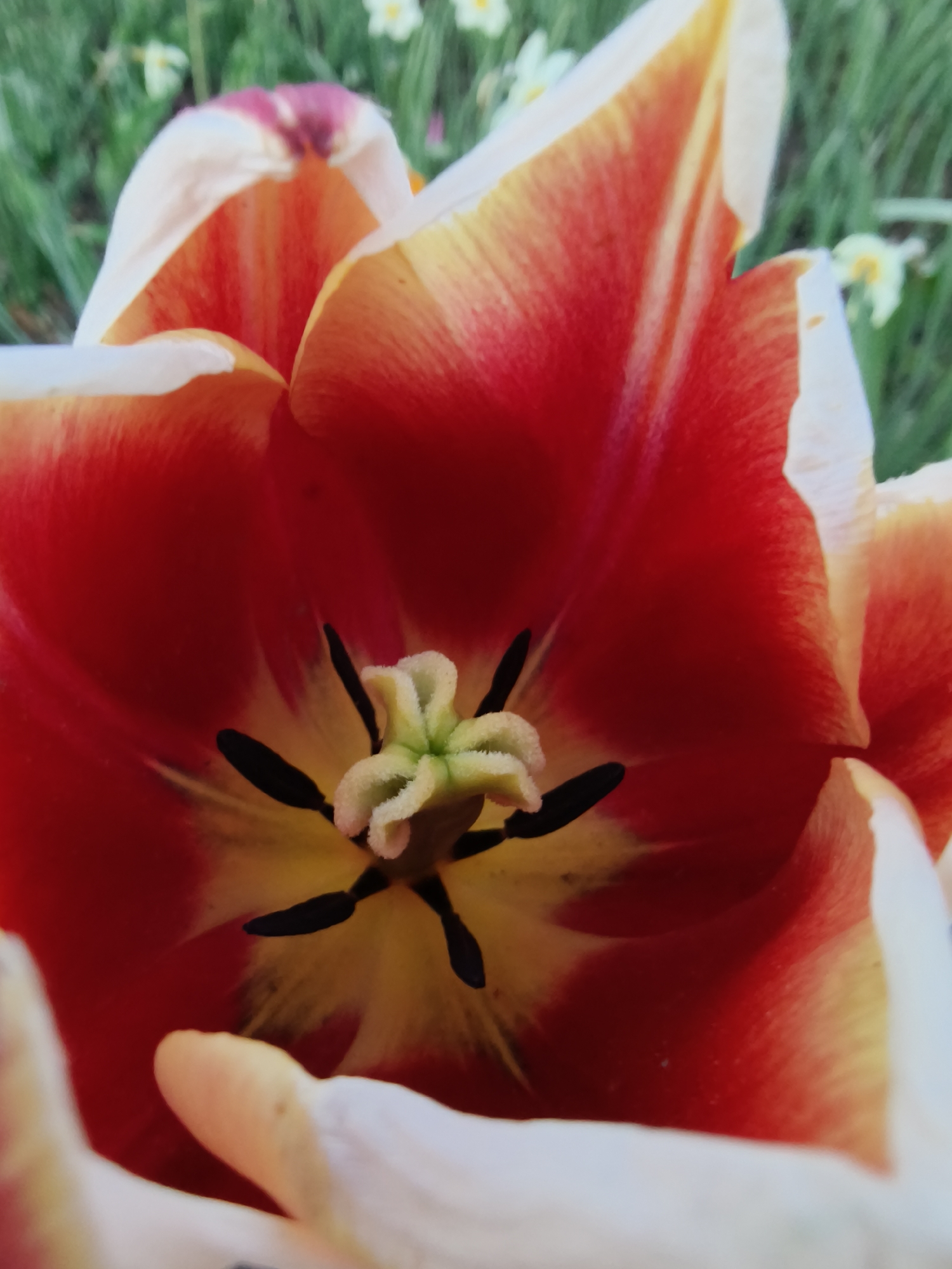 A close-up shot reveals the vibrant interior of a tulip flower. The petals are primarily red, with white edges and streaks of yellow near the base. The flower's center showcases black stamens surrounding a light yellow and green pistil. The background appears as a blurred field of green grass and small white flowers. While the exact location is not discernible from the image, the user has specified that the image is located in the city of Kryvyi Rih, Ukraine.
