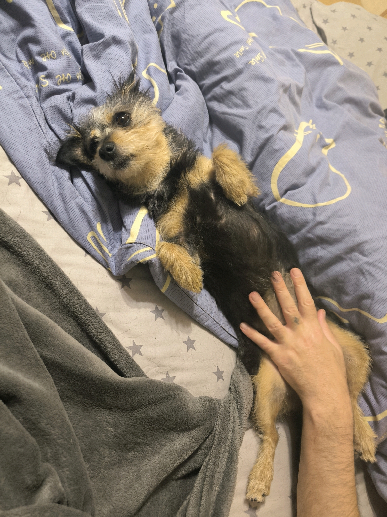 A small, scruffy dog with black and tan fur is lying on its back on a blue, patterned duvet. Its paws are extended upwards, and a person's hand is resting on its belly. The dog's head is turned towards the camera, with its eyes open and looking directly at the viewer. The background shows a grey blanket and bedding with a subtle star pattern. The scene appears to be indoors, likely in a bedroom. The image is taken from a high-angle perspective.