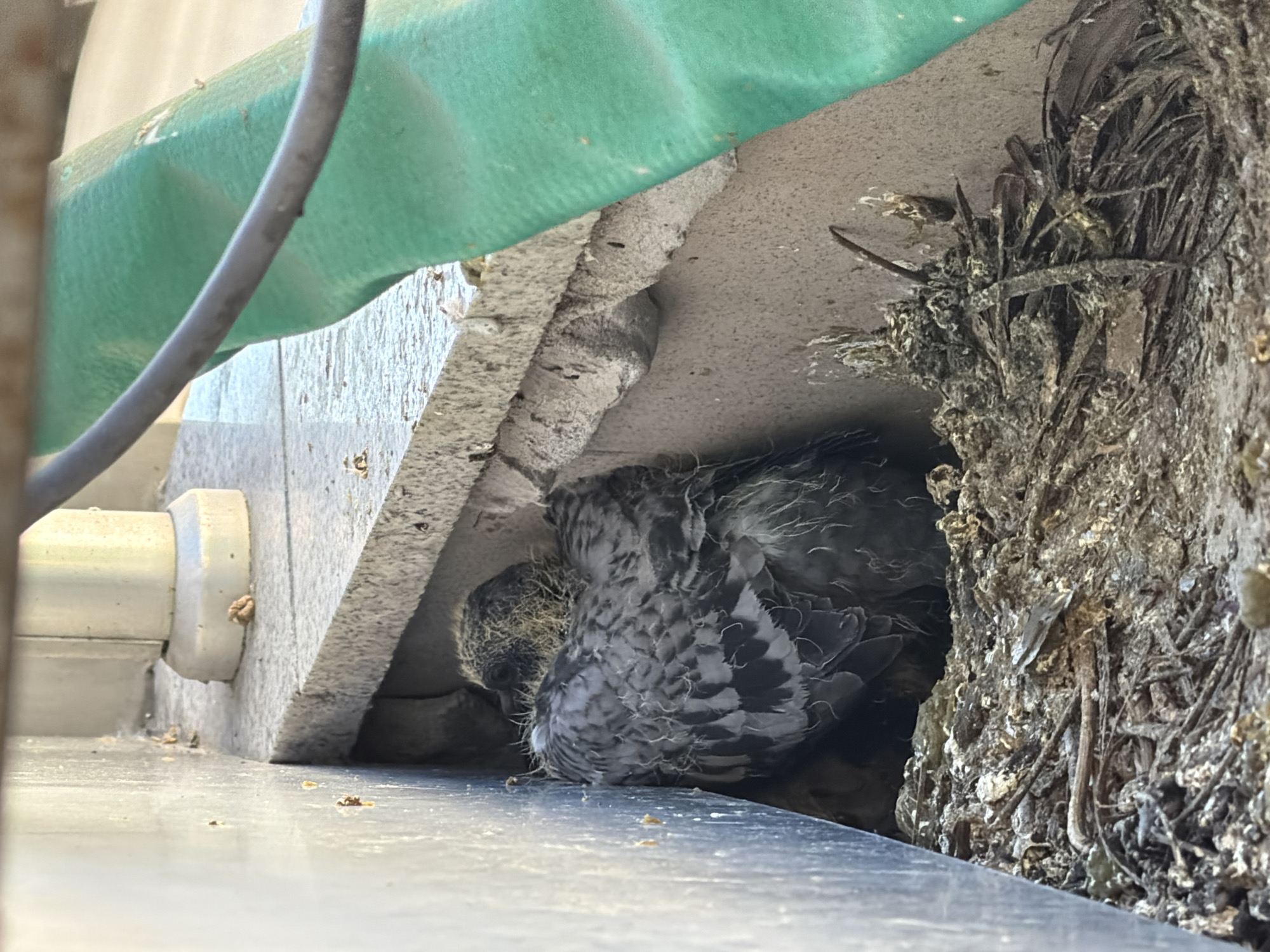 A fledgling pigeon is nestled in a makeshift nest constructed of twigs, dried grass, and debris. The nest is situated in a crevice formed by a concrete ledge and a vertical surface, possibly part of a building's exterior in Pazardzhik, Bulgaria. A green, flexible tube and a dark cable are visible in the background, suggesting an urban environment. The pigeon appears alert, with its head slightly raised, and its feathers are a mix of grey and downy yellow. The scene is observed from a slightly elevated perspective, looking down into the nest.