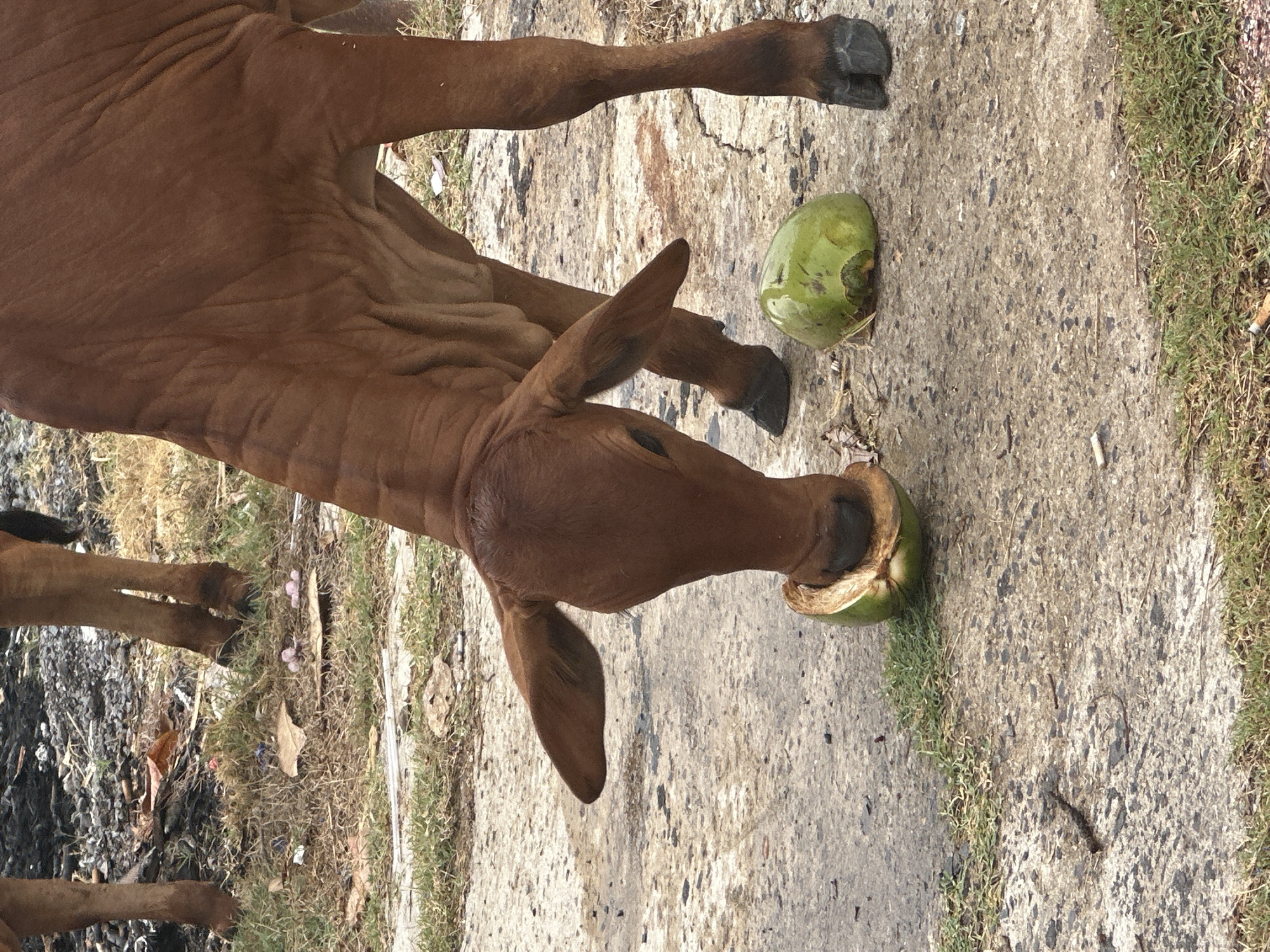 A brown cow is on the side of a paved road eating a coconut that has been cut open. Another coconut is on the ground. This picture was taken in Bac Nha Trang Ward, Vietnam.
