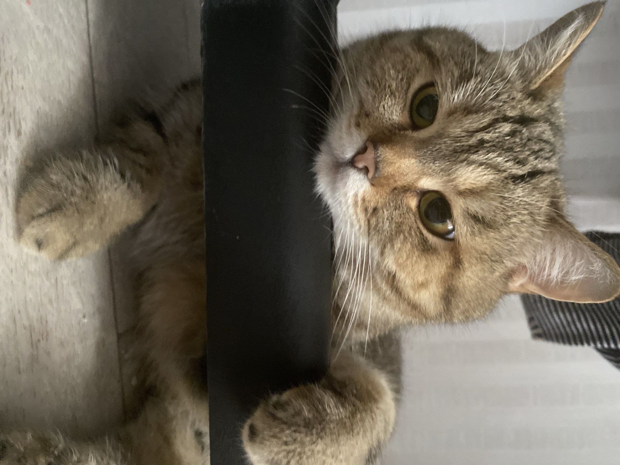The media file is a close-up, low-angle, outdoor shot of a domestic cat. The cat is a tabby with brown and black stripes, green eyes, and light pink nose. It is lying on its back, with its paws reaching up and grasping onto a dark, solid object, possibly a chair leg or a furniture support. The background is blurred, with hints of a light-colored, textured surface on the left, possibly a wall or floor, and a striped fabric on the right. The lighting suggests it is daytime, with natural light illuminating the cat's face and fur. The cat's expression is curious and playful, with its head tilted and eyes wide open. The image is captured from a slightly tilted perspective, adding to the dynamic feel of the scene. No text is visible in the media file.