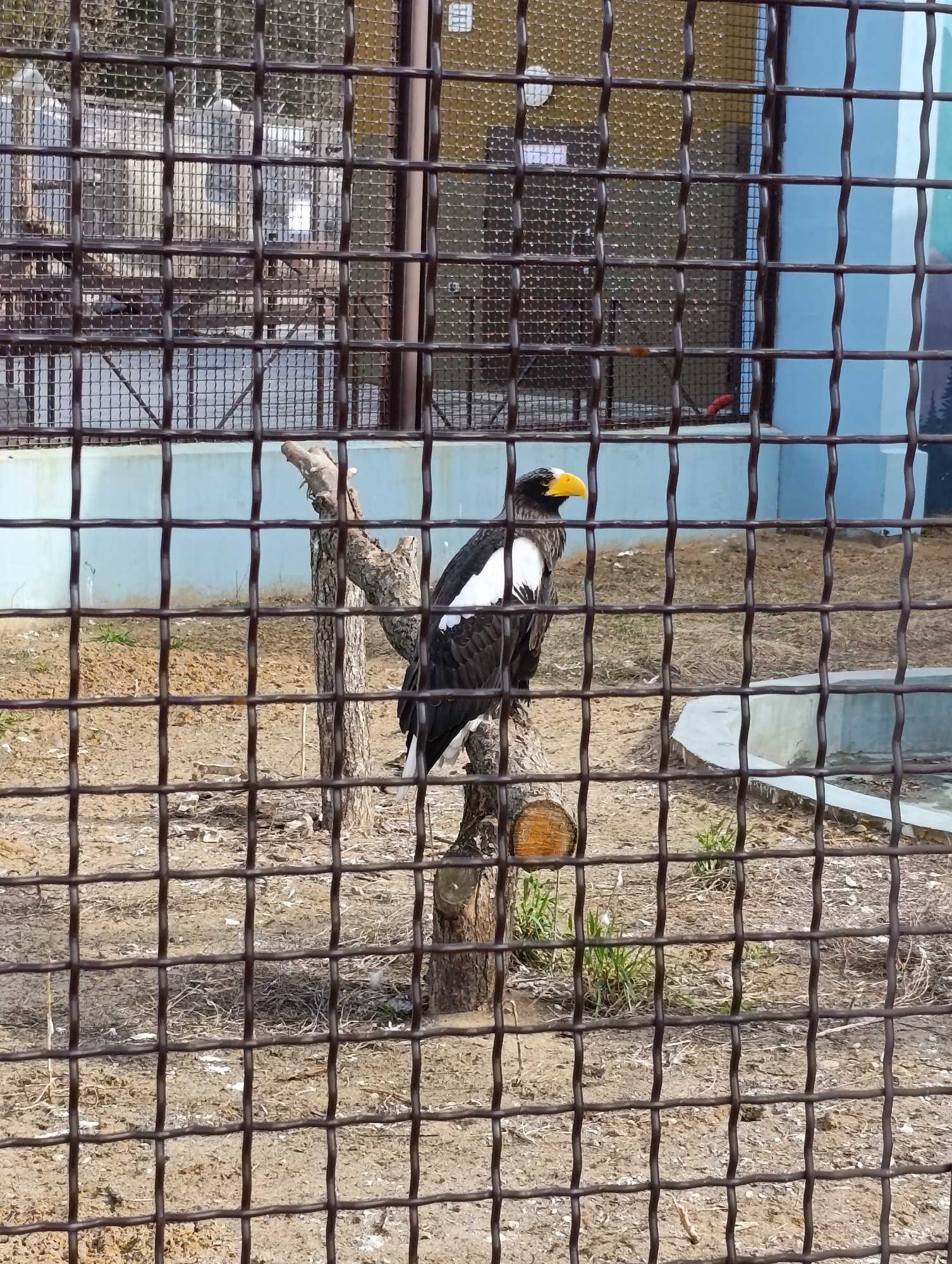 An eagle with black and white feathers and a yellow beak is perched on a cut tree trunk inside a wire cage. The background includes a blue painted wall and additional cages behind the main one. The image was taken in the city of Perm, Russia.