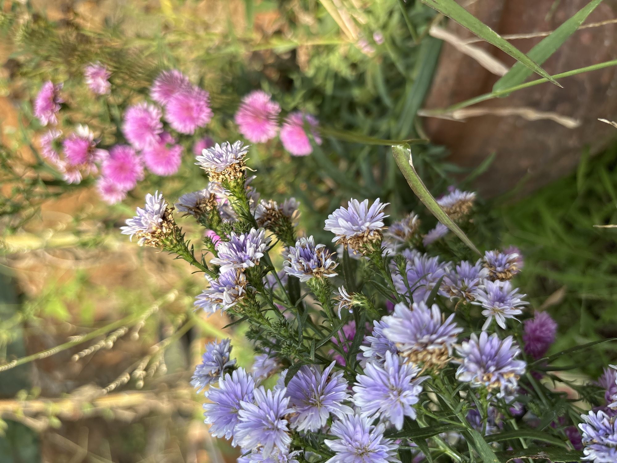The image shows a close-up view of purple and pink Aster flowers. The purple Asters are in focus in the foreground, while the pink Asters are out of focus in the background. There are green leaves and stems visible between the flowers. The location is Badlapur, India.