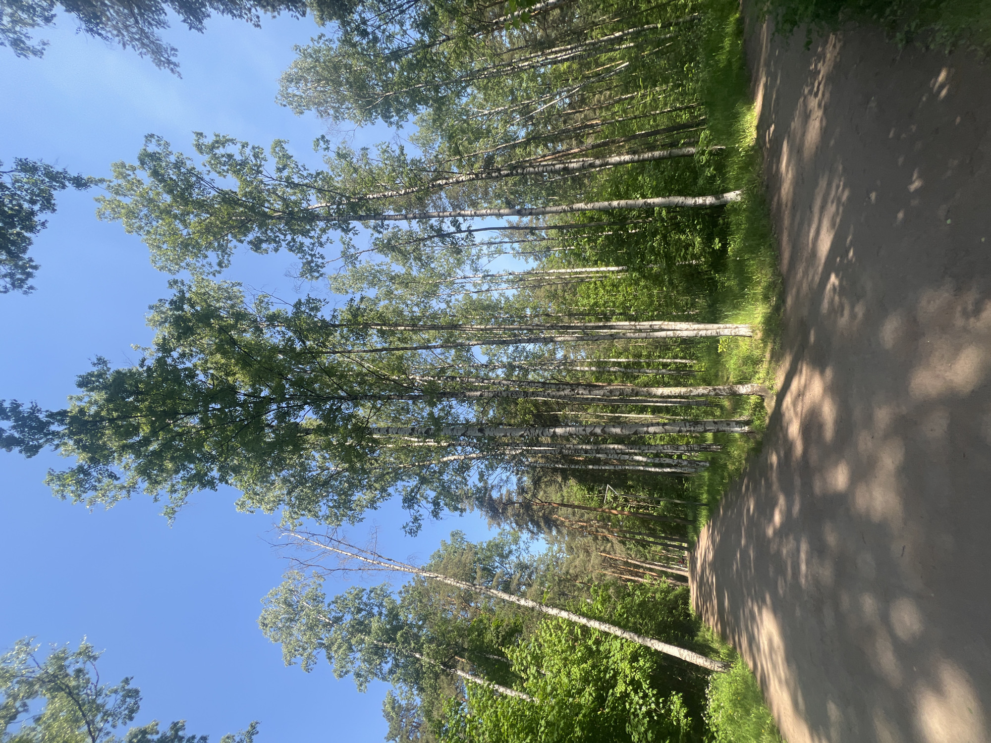 This image captures a serene outdoor scene, depicting a sun-dappled dirt path winding through a dense forest. The unpaved path is visible on the right side of the frame, showing distinct, elongated shadows cast by the surrounding trees. Tall, slender trees with vibrant green foliage line both sides of the path. A prominent feature is a continuous row of birch trees, identifiable by their distinctive white bark, standing along the left side. Beyond these, other green trees, some appearing coniferous, contribute to the forest's density. Above the tree canopy, a clear, bright blue sky is visible, indicating fair weather. The strong shadows suggest it is daytime, likely mid-morning or afternoon. No people or specific activities are depicted, and there is no visible text. The setting is a tranquil woodland environment, consistent with locations in the Saint Petersburg, Russia area.