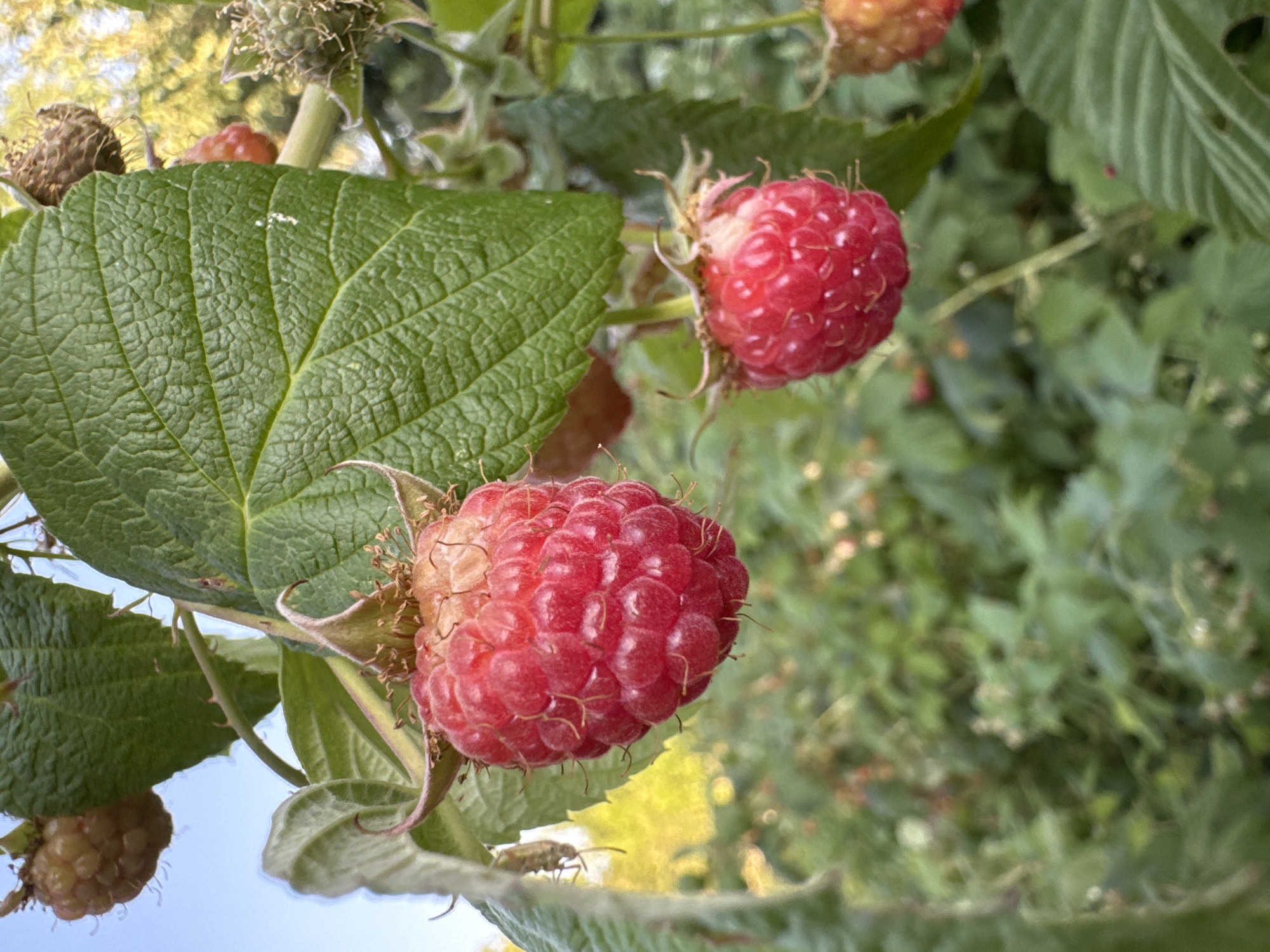 The image shows a close-up view of ripe raspberries on a bush. The raspberries are a vibrant red color, with many individual drupelets forming the fruit. One raspberry is in sharp focus in the foreground, with a blurred background of green leaves and other berries. The sky is visible in the upper left corner, indicating an outdoor setting. The scene appears to be a natural environment, possibly a garden or a wild area. There is no indication of the city of Naray, Kyrgyzstan, or any specific location within it in the image itself.