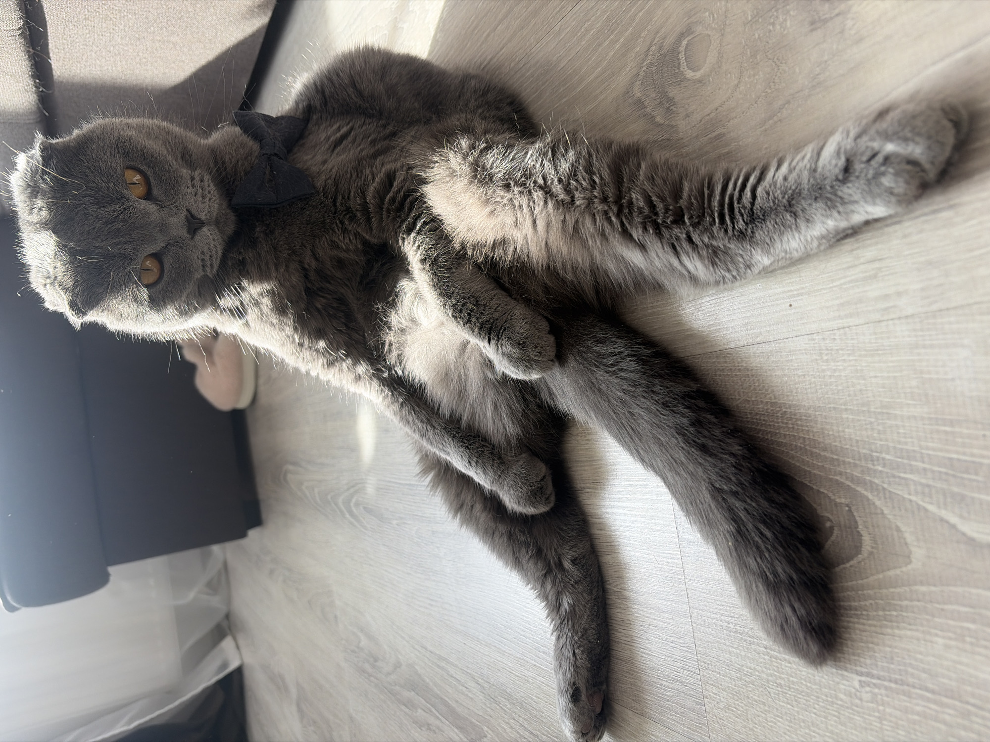 A domestic grey cat with striking orange eyes and folded ears, likely a Scottish Fold breed, is the central subject of the image. The cat is lying on its back on a light-colored wooden floor, stretching out its legs and exposing its belly, indicating a relaxed and comfortable state. It wears a small black bow tie around its neck. Its head is turned towards the camera, and it gazes directly forward with a calm expression.
Bright sunlight streams into the indoor space from the left, casting strong highlights on the cat's fur, particularly around its head and body, and creating distinct shadows on the floor. The light emphasizes the texture of the cat's soft, dense fur and its prominent whiskers.
In the background, a dark grey or brown sofa or piece of furniture is visible in the upper left corner. Towards the bottom left, a dark, possibly black, rectangular object, such as a speaker or the base of furniture, is partially obscured by a translucent white curtain or fabric. The floor features a clear wood grain pattern.
The scene depicts a peaceful moment indoors during the day, likely in a home in Saint Petersburg, Russia, given the provided context. There is no visible text in the image.