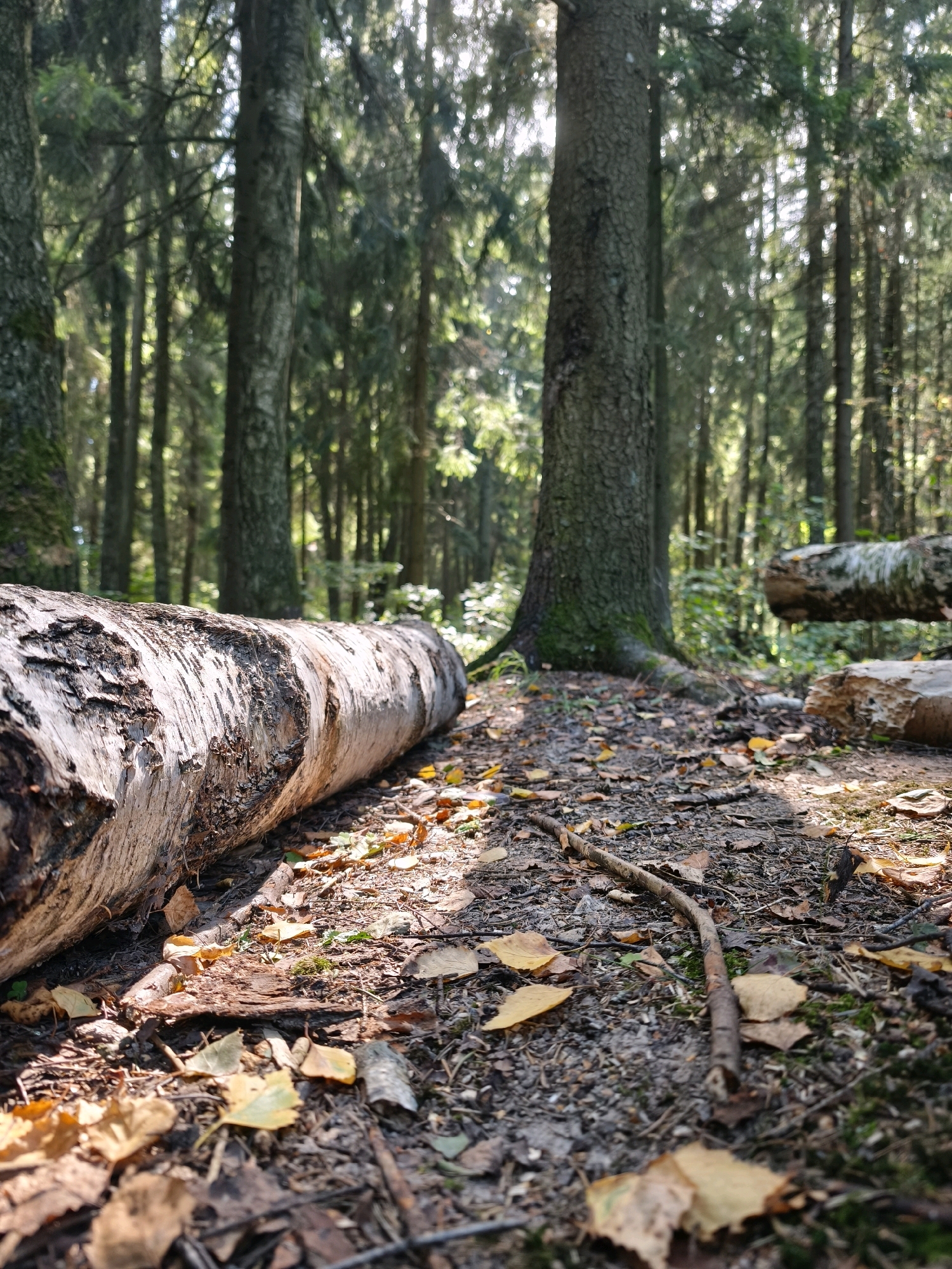 The image depicts a forest floor in Mahilyow, Belarus, with a large fallen log in the foreground. The log is light in color with rough bark texture and lies horizontally across the frame. Scattered autumn leaves in shades of yellow and brown are visible on the ground, along with pine needles and twigs. Sunlight filters through the dense canopy of trees, creating dappled shadows on the forest floor. The background consists of numerous tall trees, their trunks appearing dark and imposing. The overall environment suggests a natural forest setting, possibly during autumn. There are no people or animals visible in the image.