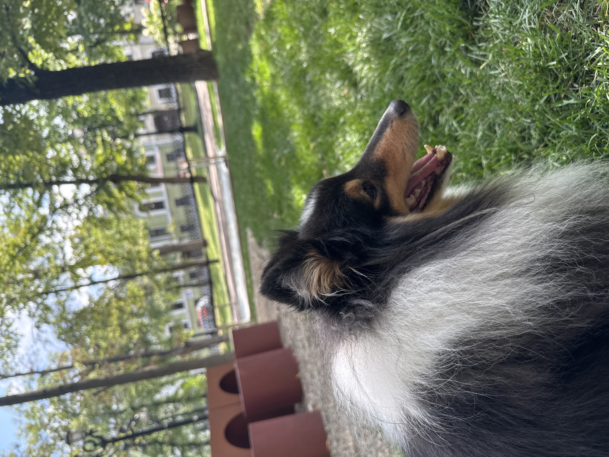 A medium shot captures a sable and white Rough Collie dog lying on lush green grass in an outdoor park setting. The dog is positioned in the lower left quadrant of the frame, facing to the right with its mouth slightly open, revealing its teeth and pink tongue. Its prominent ruff of white and grey fur flows down its back and shoulders. In the background, out-of-focus elements suggest a cityscape, with trees and buildings visible. Specifically, a row of red, arched structures, possibly part of a dog agility course, are situated to the left of the dog. The overall environment appears to be a public park within the city of Moscow, Russia, characterized by well-maintained greenery and architectural elements typical of urban parkland. The lighting indicates a sunny day, casting soft shadows and highlighting the textures of the dog's fur and the grass.