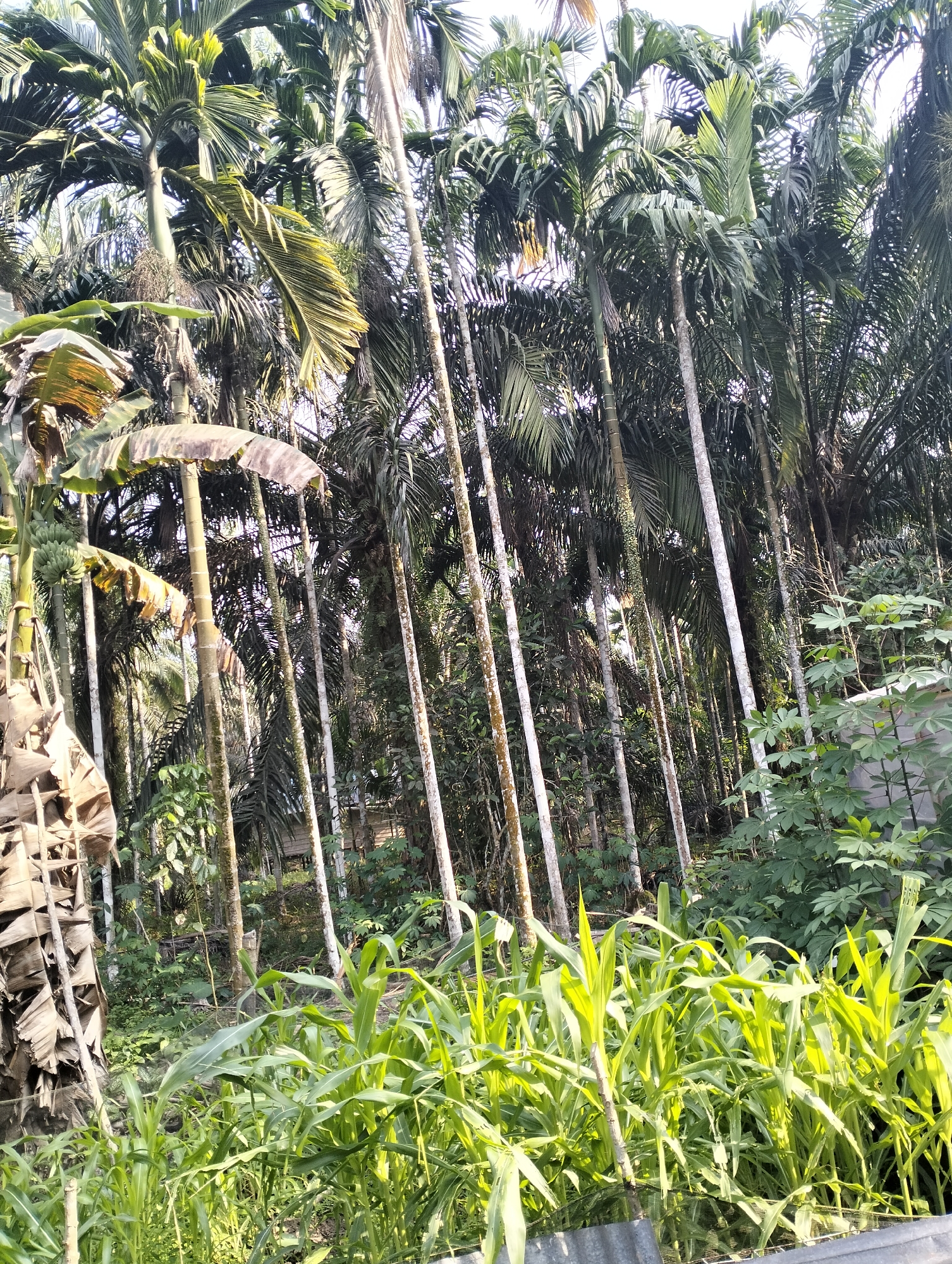 The image depicts a dense tropical landscape, likely in Mandala Jaya, Indonesia, characterized by a profusion of tall, slender palm trees that dominate the background. Interspersed among the palms are various other types of vegetation, including broad-leafed plants and smaller shrubs, creating a layered and verdant environment. In the foreground, a patch of bright green corn stalks stands prominently, their leaves catching the sunlight. The overall impression is one of lush, untamed nature, with the vibrant greenery suggesting a humid climate. The composition, with the towering palms reaching towards a bright sky, conveys a sense of depth and scale within this natural setting.
