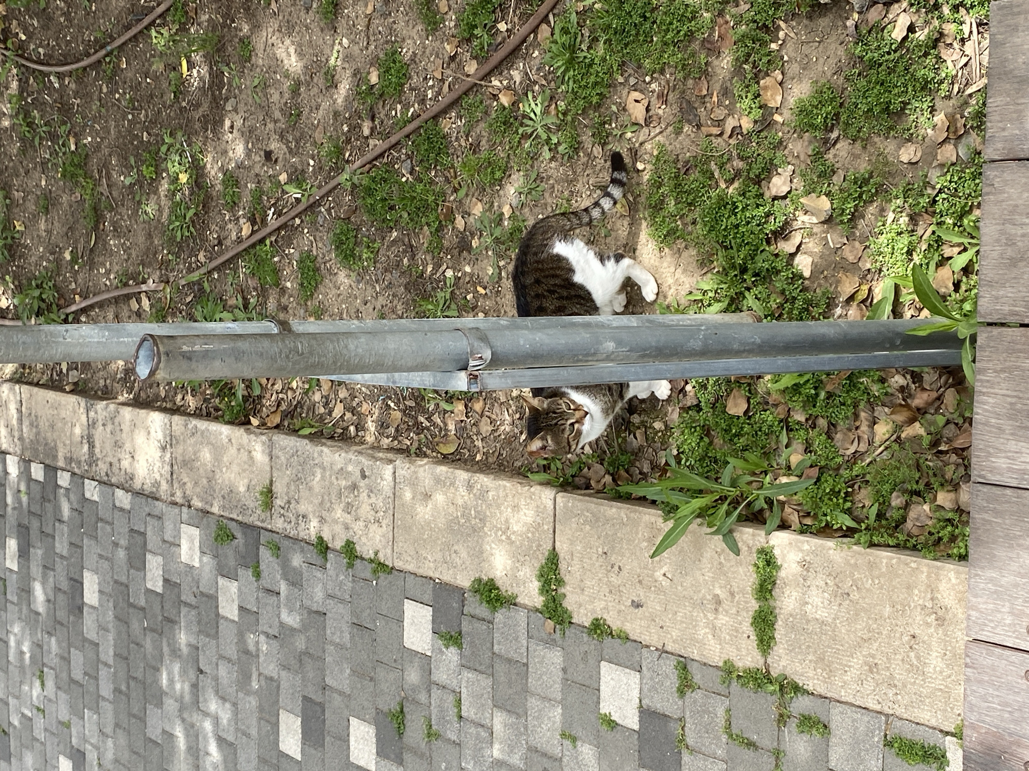 The scene is an outdoor location with a paved walkway made of grey and white square stones on the left. Adjacent to the walkway is a low concrete wall or border with green vegetation growing along its edges. A grey metal railing runs parallel to the wall.
Beyond the railing, the ground is covered with a mix of dirt, small green plants, and scattered leaves. A brown and white tabby cat is situated on the ground between the railing and the vegetation. Part of its body is obscured by the metal railing.
The right side of the frame shows a wooden platform.
The image location is Kiryat Bialik, Israel.