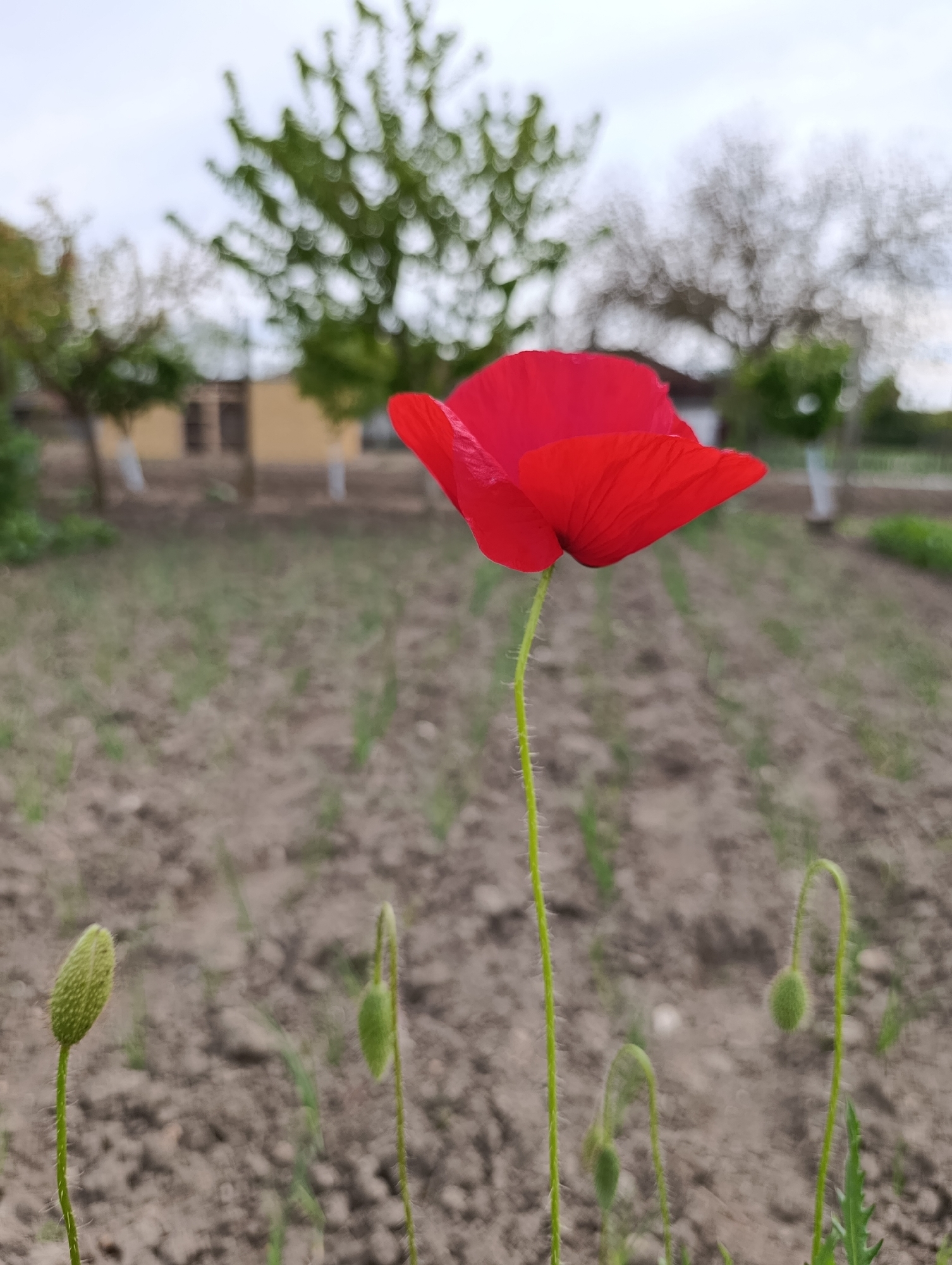 A vibrant red poppy stands prominently in the center of the frame, its delicate petals fully opened. Several unopened poppy buds surround the main flower, interspersed among freshly tilled earth where rows of young green sprouts emerge. In the background, blurred trees and a building with brown walls and multiple windows are visible. White-painted tree trunks line the edge of the field, partially obscured by the shallow depth of field. The scene is likely located in a garden or field in Generalovo, Bulgaria.