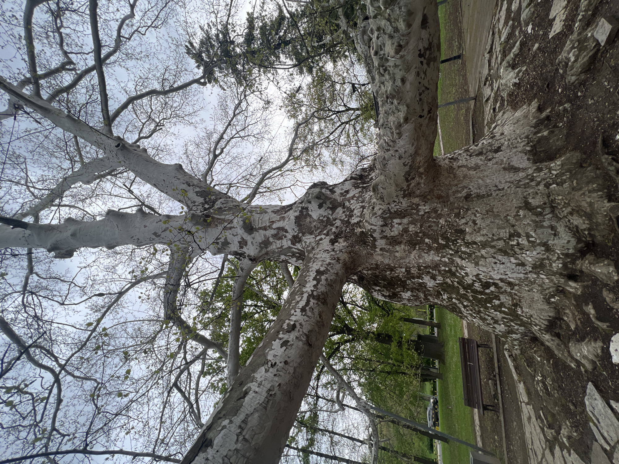 The image presents an upward-angled view of a large, mature tree, likely a Plane tree (Platanus species), situated in what appears to be a park or urban green space in Belgrade, Serbia. The tree's massive trunk rises from the lower right of the frame, its wide, sturdy branches extending across the upper and left sections against a cloudy, grey sky.
A prominent feature of the tree is its distinctive mottled bark, which displays a patchwork of light grey and white where older bark has peeled, contrasting with darker brown and greenish-grey sections. Many bare branches crisscross the sky, though scattered small, light green leaves are beginning to emerge, suggesting the early stages of spring.
In the background, particularly towards the middle and right, a paved or dirt path runs alongside the tree. Beyond the path lies a patch of bright green grass, on which a dark wooden park bench is visible, partially shaded by other trees. These background trees exhibit varying degrees of foliage, some still largely bare like the foreground tree, while others are beginning to leaf out.
The scene is devoid of people or discernible activity, conveying a sense of quiet natural beauty. The weather appears overcast, with soft, diffused daylight. No visible text is present in the image.