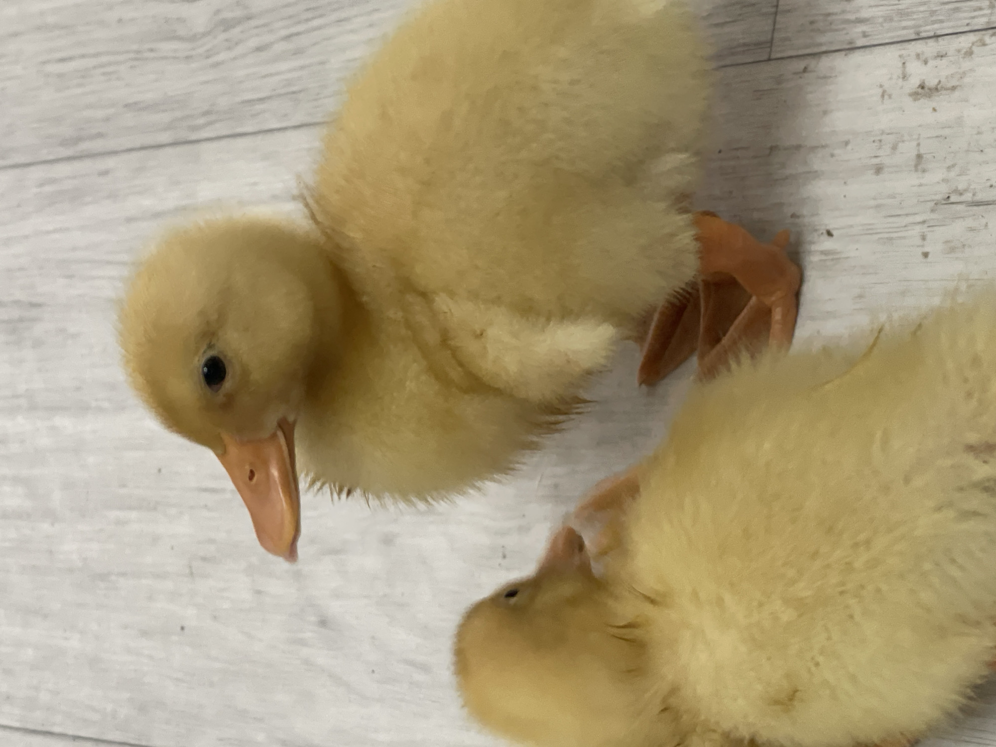 Two fluffy yellow ducklings are positioned on a light-colored wooden floor. One duckling is in the foreground, facing left with its head slightly turned towards the viewer. Its body is mostly out of focus. The second duckling is in the background, facing left and slightly away from the viewer. Its head is visible, with a dark eye and an orange beak. Its body is fluffy and yellow, and its orange feet are visible. The wooden floor has a distressed texture with visible grain and some scattered dark specks.