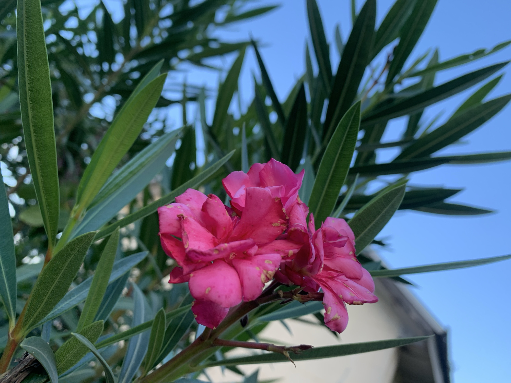 A close-up, low-angle shot showcases a cluster of vibrant pink Oleander flowers blooming amidst lush green Oleander leaves. The flowers, with their delicate petals, are the focal point, positioned slightly to the left of center. Behind them, the elongated, pointed green leaves create a textured backdrop. The background transitions from the dense foliage to a clear, bright blue sky, with a hint of a white structure, possibly a building, visible in the lower right quadrant. The lighting suggests it is daytime, with the sun illuminating the flowers and leaves. The scene appears to be an outdoor setting, potentially a garden or a natural area within the city of Kuru Karama, Nigeria. There are no people or animals present in the image. The overall impression is one of natural beauty and tranquility.