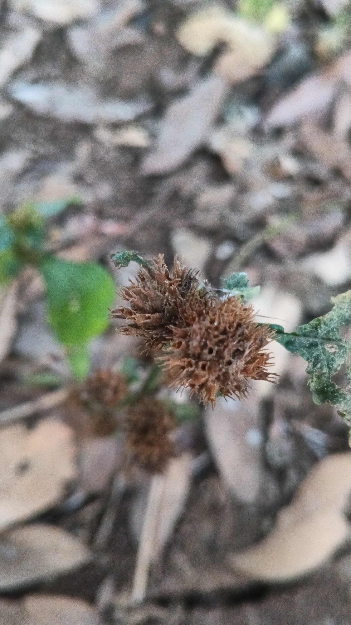 A close-up, macro shot focuses on a dried, brown, spiky seed head of a plant. The seed head is roughly spherical and composed of many small, pointed structures. The background is blurred and consists of dried leaves and some green foliage. The location is identified as Karangjati, Indonesia.