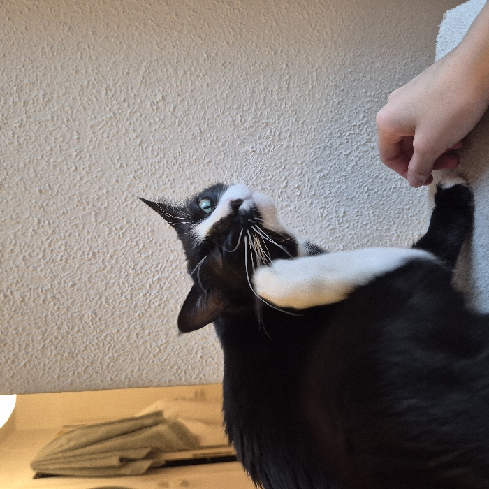 A black and white domestic cat is depicted in an indoor setting, occupying the left half of the frame. The cat has predominantly black fur with distinct white markings on its face, chin, chest, and front paws. Its left eye, visible, appears green, while the right eye is partially closed or squinted. The cat is actively engaged in scratching the area behind its left ear with its raised, white-furred left hind paw. Prominent white whiskers extend from its snout.
In the lower right quadrant, a human hand, appearing to be adult, rests on a light grey, soft-textured surface. The hand has a fair skin tone, with fingers slightly curled, positioned in close proximity to the cat's right front paw.
The background consists primarily of a light-colored, textured wall. In the upper left corner, a light source is partially visible, illuminating a dimly lit area where a light-colored fabric item, possibly a towel, hangs from an unseen fixture. The overall scene suggests a domestic environment.
The image contains no visual information that would allow for the identification of its location as Strasbourg, France.