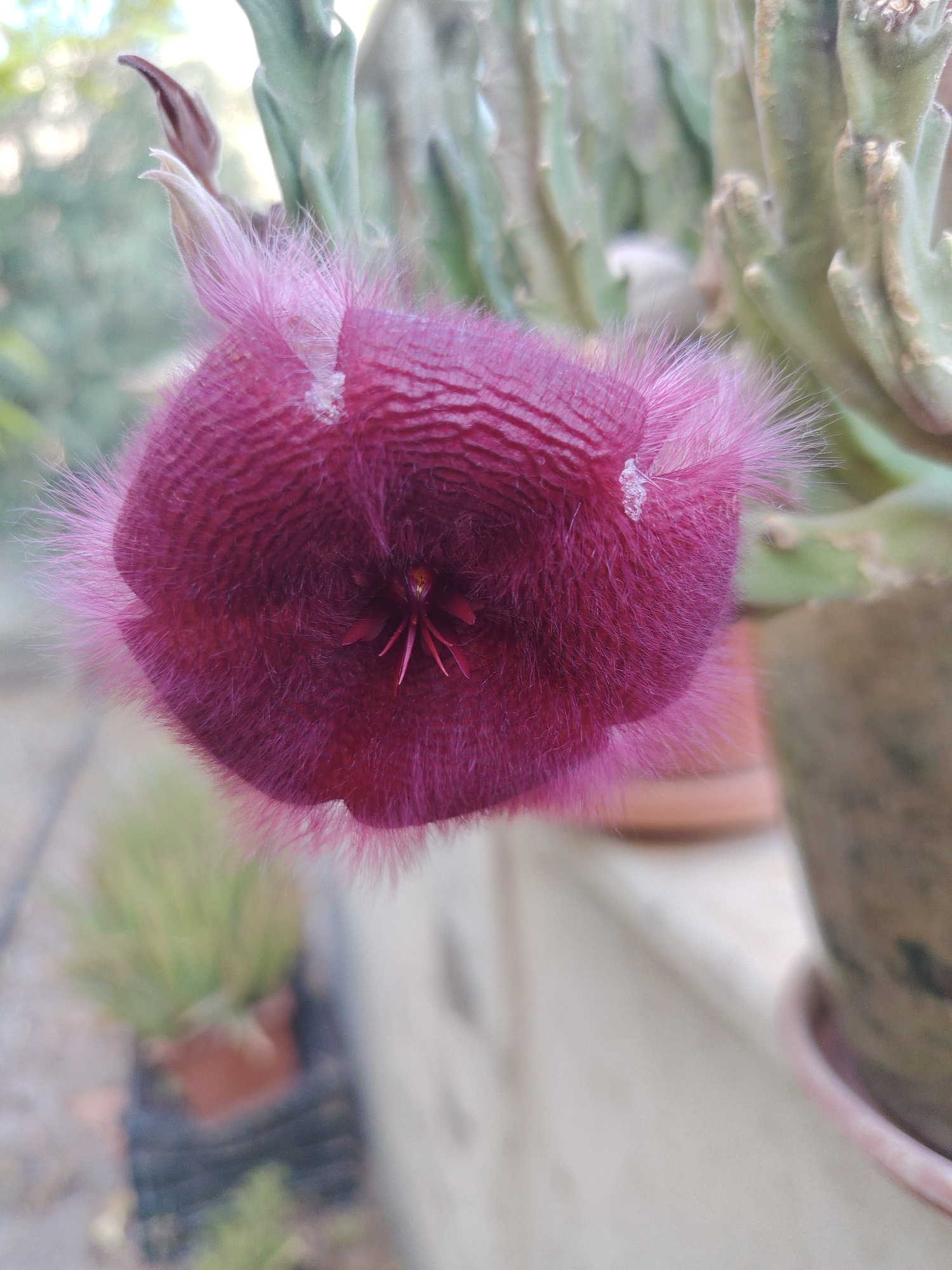A close-up, slightly angled shot captures a deep pink, fuzzy, star-shaped flower. The flower has prominent ridged petals and fine, hair-like structures along its outer edges, giving it a velvety appearance. A small, darker reddish-pink center is visible within the bloom, with delicate petal-like structures radiating outwards. To the left of the main flower, a developing bud or another part of the plant is visible, pale pink and pointed, also covered in fine hairs. In the background, the blurred green stalks of a succulent plant with a somewhat rough texture are present, along with the out-of-focus background of what appears to be an outdoor setting with greenery and a light-colored surface. This image was taken in Konyaaltı, Turkey.