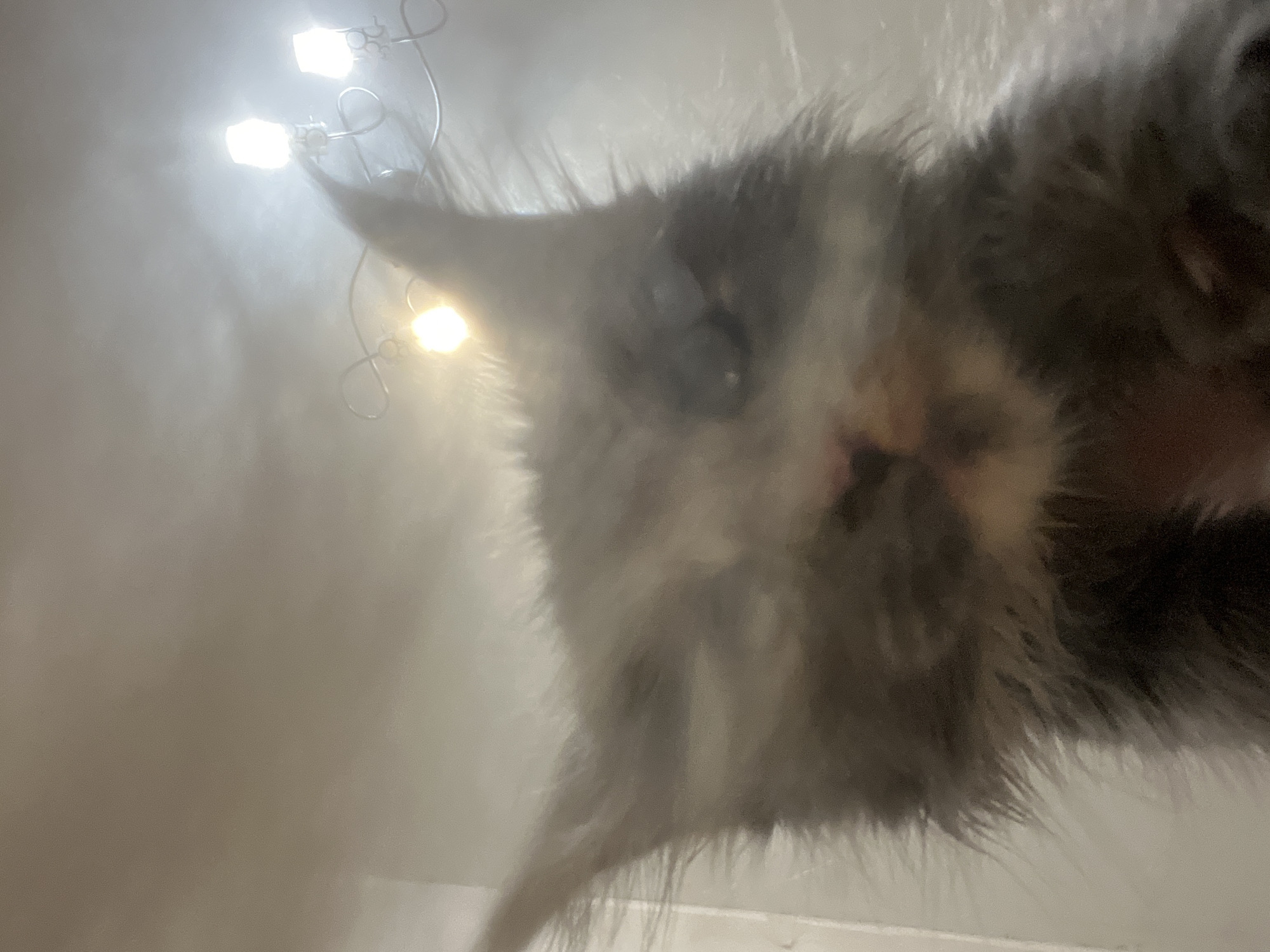 The image shows a close-up, low-angle view of a fluffy kitten. The kitten is predominantly gray and white, with visible whiskers and pointed ears. Its eyes are open, and its nose and mouth are discernible. The background is blurred and appears to be an indoor environment with a light-colored ceiling. A light fixture with multiple bulbs is visible in the upper right portion of the image, emitting a bright glow. The overall lighting is warm and somewhat dim, creating a hazy effect. There is no information in the image to indicate its location in Markova, Russia.