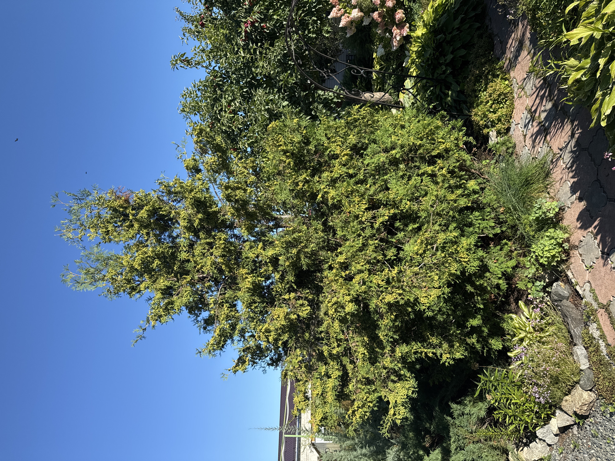 The image depicts a sunlit garden scene with a large evergreen tree as the central focus. The tree, likely a Thuja or Juniper, is dense and bushy, with feathery green foliage interspersed with clusters of small, yellow-green berries or cones. To the right of the evergreen, a deciduous tree with a fuller canopy and scattered red fruits (possibly apples) is visible, along with the top of a decorative black metal garden arch. In the foreground, a pathway made of interlocking brick pavers is partially visible, leading through various low-lying plants, rocks, and ground cover. The overall environment suggests a well-maintained backyard or public garden. The sky above is a clear, bright blue. The location is identified as Golyshmanovo, Russia.