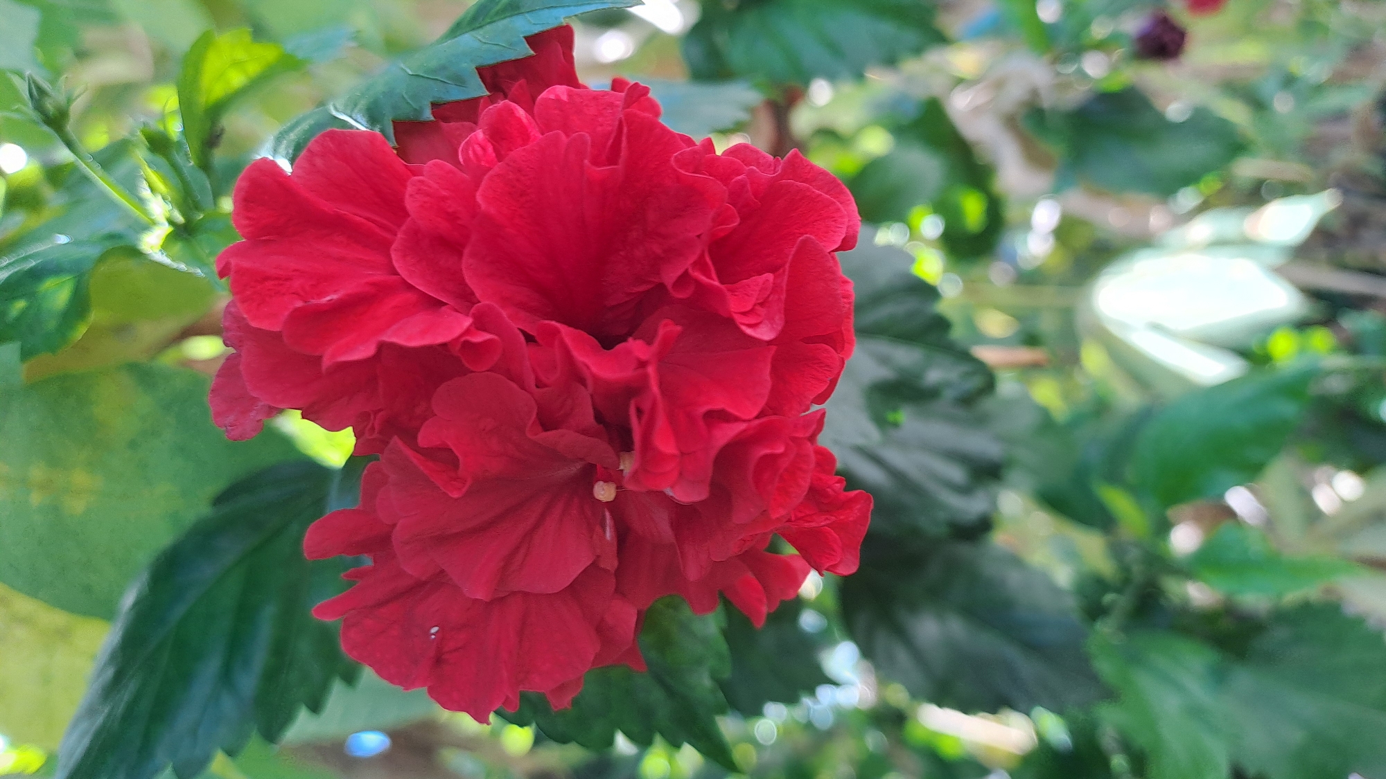 A close-up, vertical, medium shot captures a vibrant red hibiscus flower in full bloom. The flower is the central subject, with its multiple ruffled petals creating a lush, layered appearance. The petals are a deep, saturated red and exhibit intricate folds and curves. In the background, out-of-focus green leaves provide a soft contrast, with some leaves appearing lighter due to sunlight filtering through them. The lighting suggests it is daytime, possibly morning or late afternoon, with a gentle diffusion of light. The image appears to be taken outdoors, likely in a garden or natural setting. There are no people or animals present in the frame. The overall impression is one of natural beauty and delicate detail. The image is set in Lhokaweawe, Indonesia.