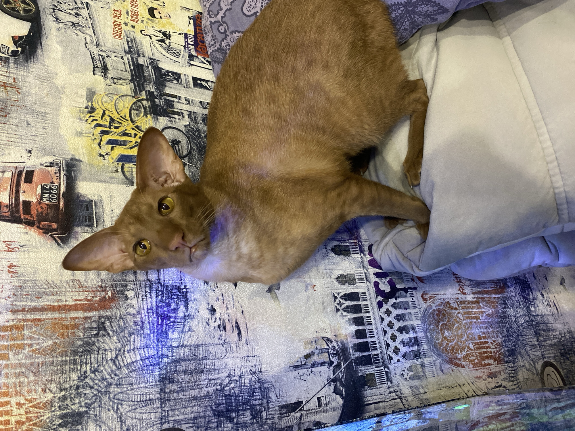 A ginger cat with large ears and yellow eyes sits on a light blue pillow. The cat is positioned on the right side of the frame, facing the viewer with its head tilted slightly to the left. The background is a wall covered in wallpaper with a collage of images, including vintage cars, bicycles, and architectural drawings, with some areas illuminated by a blue light. The wallpaper appears to depict a city scene with architectural elements and graphic designs. The cat's fur is a uniform ginger color. The cat's body is mostly visible, with its front legs tucked underneath it and its back legs extended. The lighting in the scene is a mix of natural and artificial light, casting some shadows and highlights on the cat and its surroundings. No specific location in Sochi, Russia, can be identified from the provided image.