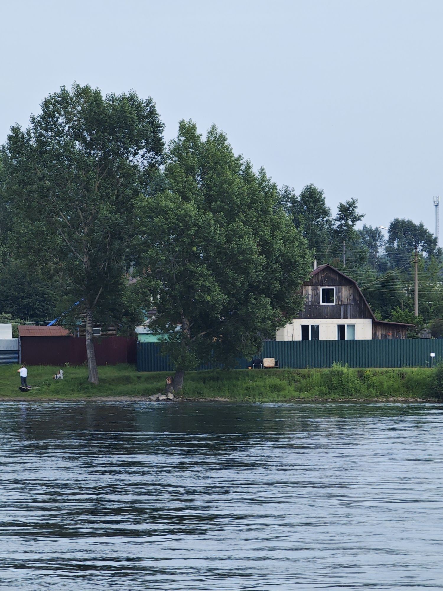 The image depicts a riverfront scene in Sosnovoborsk, Russia, on an overcast day. In the foreground, the rippling surface of the river fills the lower half of the frame. The middle ground reveals a grassy embankment lined with a green corrugated metal fence. Behind the fence, a rustic wooden house with a dark roof and a prominent dormer window is visible. To the left of the house, two large trees with dense green foliage stand prominently. On the grassy area near the water's edge, a person in a white shirt and dark pants stands next to a small, light-colored object, possibly a dog or a toy. Further to the right, another tree trunk is visible, and beyond that, more dense trees form the background. A cell tower can be seen in the far distance on the right. The overall impression is of a quiet, natural setting with signs of human habitation.