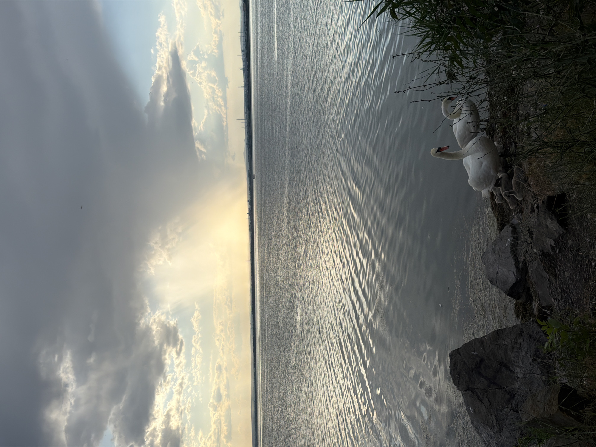The image captures a serene natural landscape by the sea in Burgas, Bulgaria. In the foreground, a rocky shoreline is visible with dense green foliage growing on the right side. A family of swans, including two adult swans and several cygnets, are resting near the water's edge. The middle ground is dominated by a vast expanse of water, reflecting the sky with gentle ripples. The background features a distant industrial skyline with chimneys, suggesting the presence of a city. The sky is dramatic, with heavy, dark clouds overhead and a bright shaft of sunlight breaking through, illuminating a portion of the water and clouds. The overall scene evokes a sense of tranquility despite the industrial presence on the horizon.