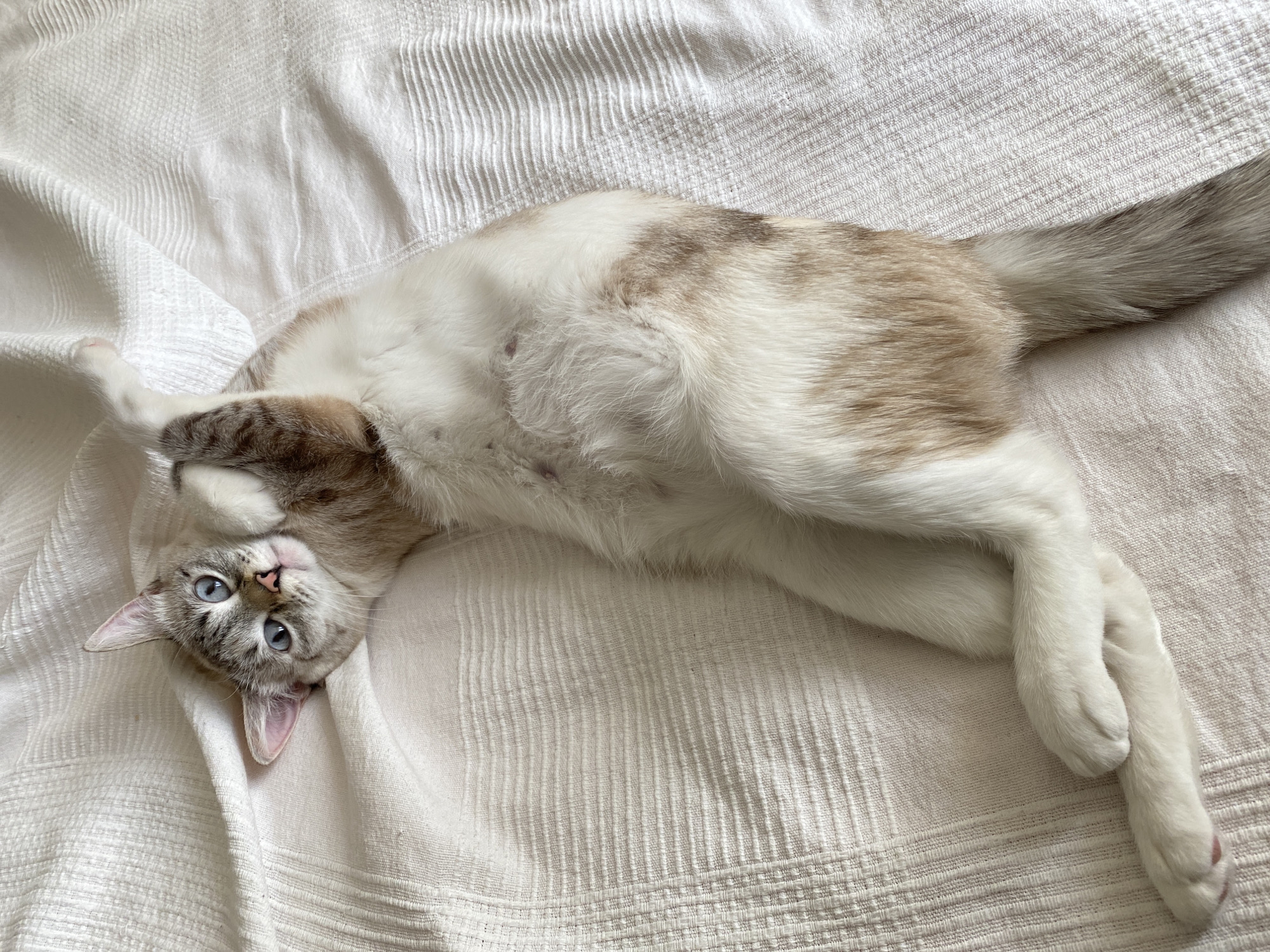 A light-colored cat with a white belly and beige and gray markings lies on its back on a white, textured blanket. Its head is tilted upward and slightly to the left, and its blue eyes are open, gazing directly at the viewer. One paw is raised near its head, while the other three legs are outstretched, with the front paws crossed at the ankles. The cat's tail is long and fluffy, with gray and beige stripes. The background is the white blanket, which has a subtle textured pattern. There is no evidence to indicate a specific location, especially Yekaterinburg, Russia.