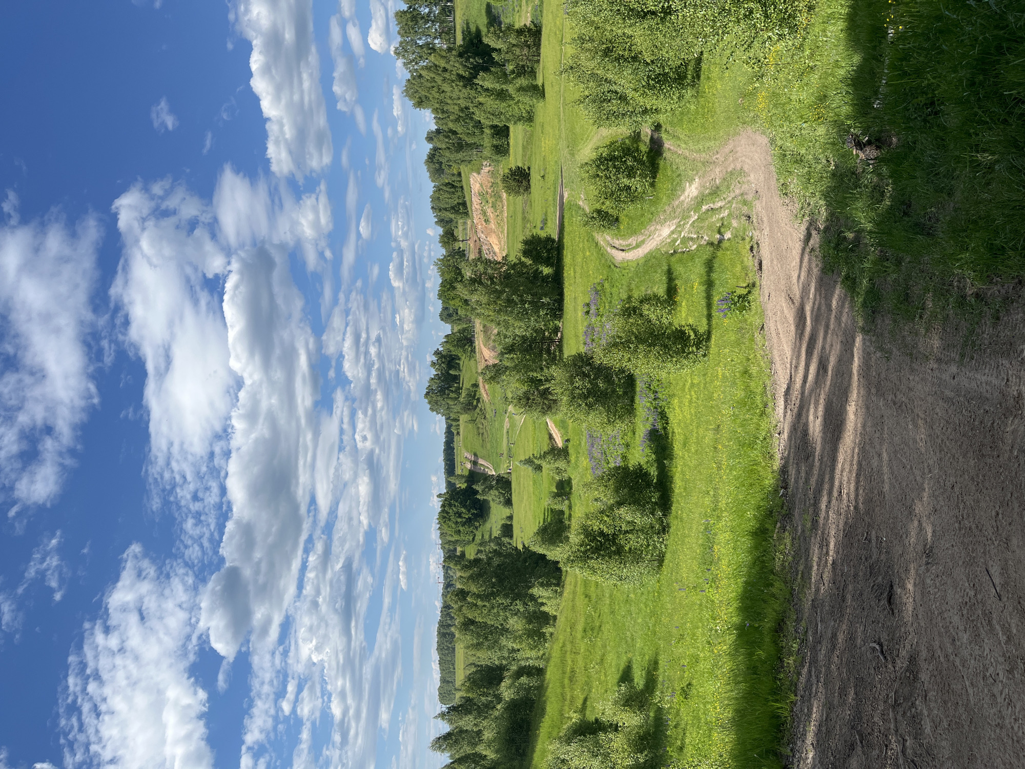 The image depicts a verdant, hilly landscape in Новочувашский, Russia, under a partly cloudy blue sky. The sky occupies the upper third of the frame, featuring scattered white cumulus clouds against a bright azure backdrop.
The midground and background are dominated by rolling green hills covered in lush grass and numerous deciduous trees of varying sizes, exhibiting bright green foliage. A prominent dirt track or path winds through the landscape, visible first in the mid-right and then extending further into the background, curving uphill towards the right. Another, more distant segment of this path zigzags up a large grassy hill on the far right. Several small, dark figures, identified as people, are visible walking on this distant uphill path. In the middle-right background, there is a distinct patch of exposed light brown/orange earth on a hillside, possibly indicating a natural erosion or a small excavation site. On the far left horizon, obscured by trees, two tall, thin crane-like structures are faintly visible, suggesting distant construction or industrial activity. Patches of purple wildflowers, likely lupines, are visible in the grassy areas, particularly on the left side of the midground.
The immediate foreground consists of a wide, rough dirt surface, partially covered by deep shadows cast from an unseen object to the left, indicating bright sunlight from the right. Visible roots protrude from the earth on the left edge of this foreground area. The dirt path is uneven, showing tire tracks or foot traffic marks. Green grass grows along the right edge of the foreground path.
