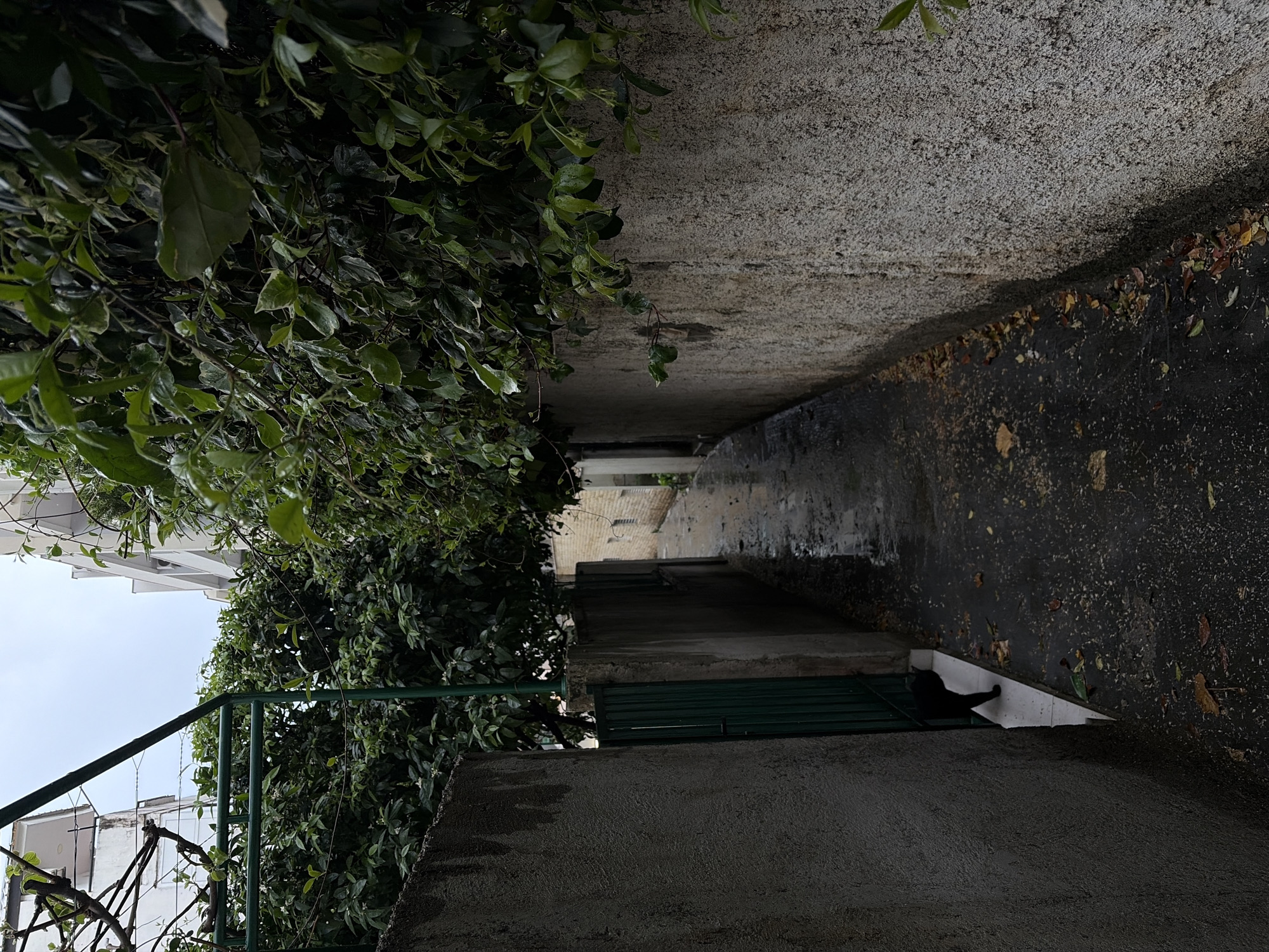 The image depicts a narrow, concrete alleyway or path, viewed from a slight elevation looking down its length. On the left side, a dense wall of lush green foliage, likely bushes or vines, grows along a concrete barrier, with some variegated leaves visible among the darker green. A green metal railing or gate structure is partially visible on the lower left, integrated with the greenery. In the background on the left, white buildings are visible against a bright, overcast sky.
The path itself is made of concrete and appears damp or wet, especially on the right side where moisture glistens. The right wall of the alley is also concrete, textured, and shows signs of dampness, with scattered brown and yellow fallen leaves adhering to its surface and lying on the ground. The alley leads into a more shadowed and darker area in the distance.
Towards the far end of the visible path, on the right side, a black cat is seen resting or sitting on a small, white, angled ledge or structure that protrudes from the wall. The cat's dark fur contrasts sharply with the light surface it rests upon.
The lighting is soft and diffused, suggesting an overcast day or an area largely in shadow. The wet surfaces of the path and walls, along with moisture on the leaves, indicate recent rain or high humidity. The scene evokes a quiet, somewhat secluded passageway in an urban setting, consistent with its location in Budva, Montenegro. There is no visible text in the image.